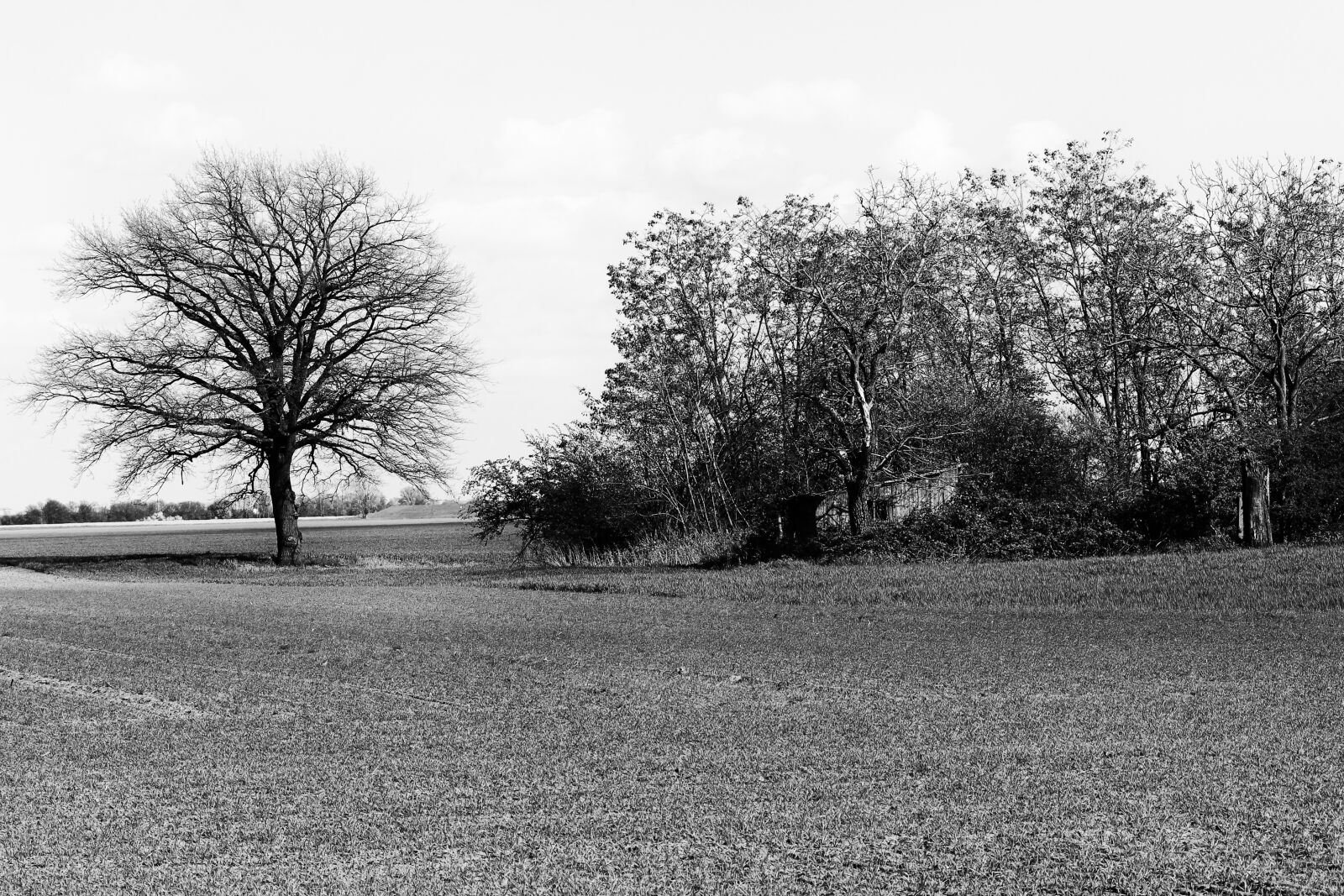 Canon EF-S 55-250mm F4-5.6 IS II sample photo. Edge of the woods photography