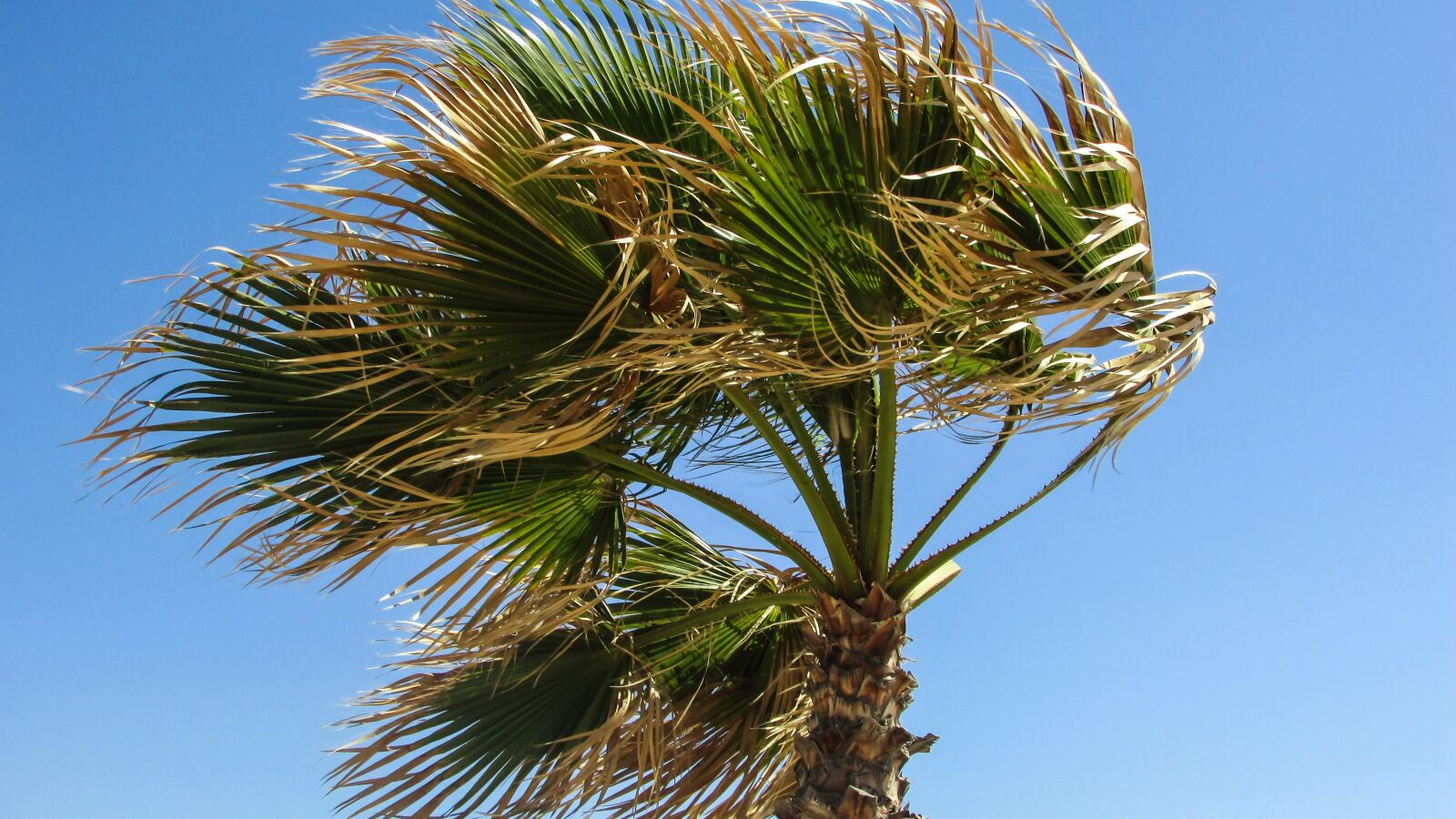 Canon PowerShot SX400 IS sample photo. Palm tree, wind, sky photography