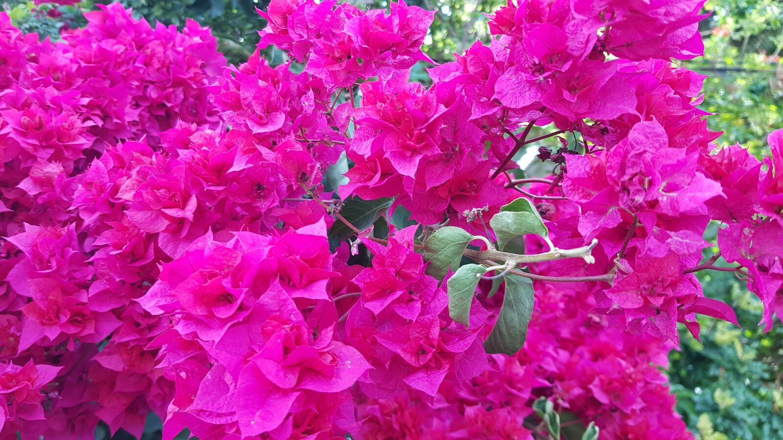 Samsung Galaxy S8 sample photo. Flowers, plants, garden photography
