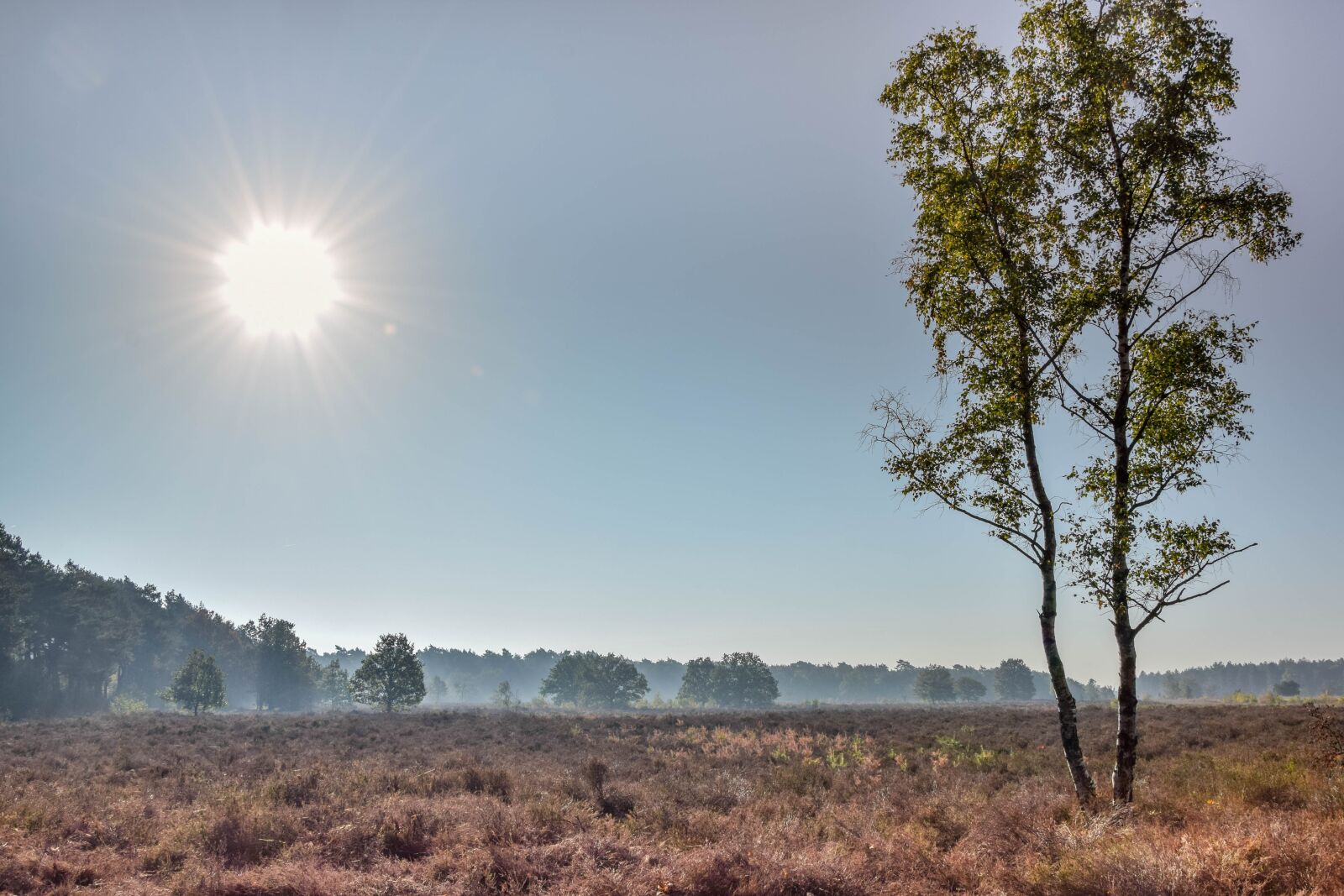 Nikon D5300 sample photo. Landscape, tree, autumn sun photography