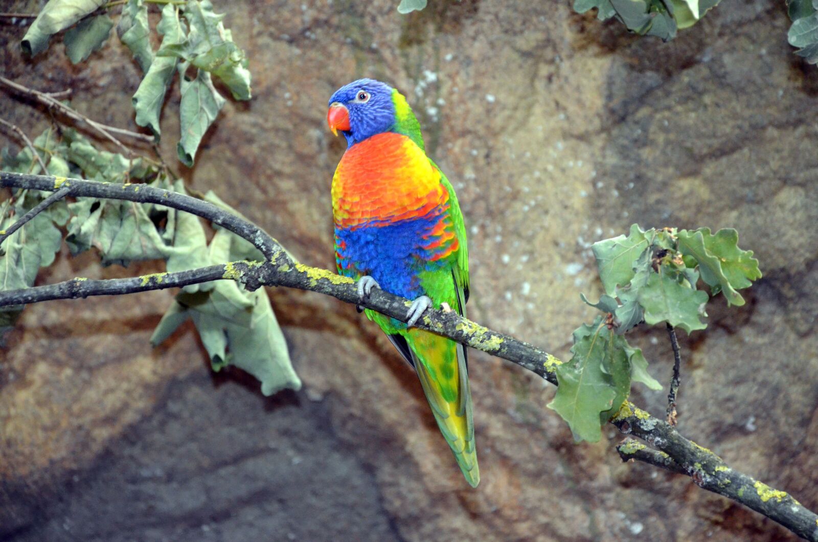 Nikon D5100 sample photo. Parrot, parakeet, bird photography