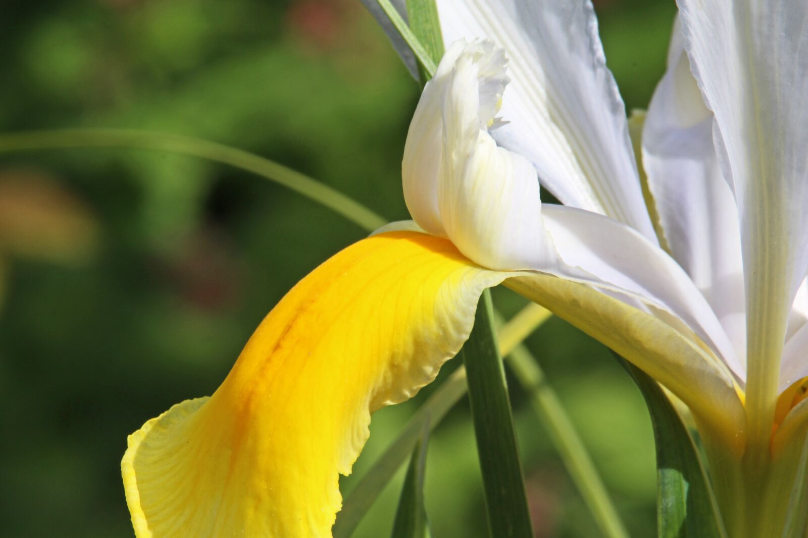 Canon EOS 700D (EOS Rebel T5i / EOS Kiss X7i) sample photo. Lily, blossom, bloom photography