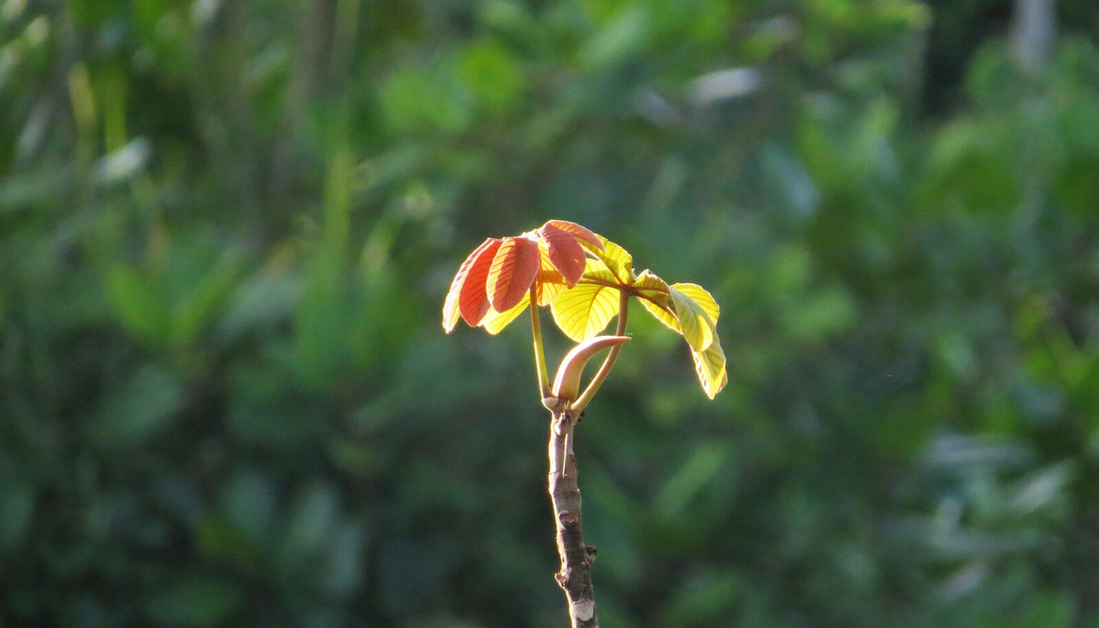 Canon PowerShot SX50 HS sample photo. Landscape, nature, plant photography