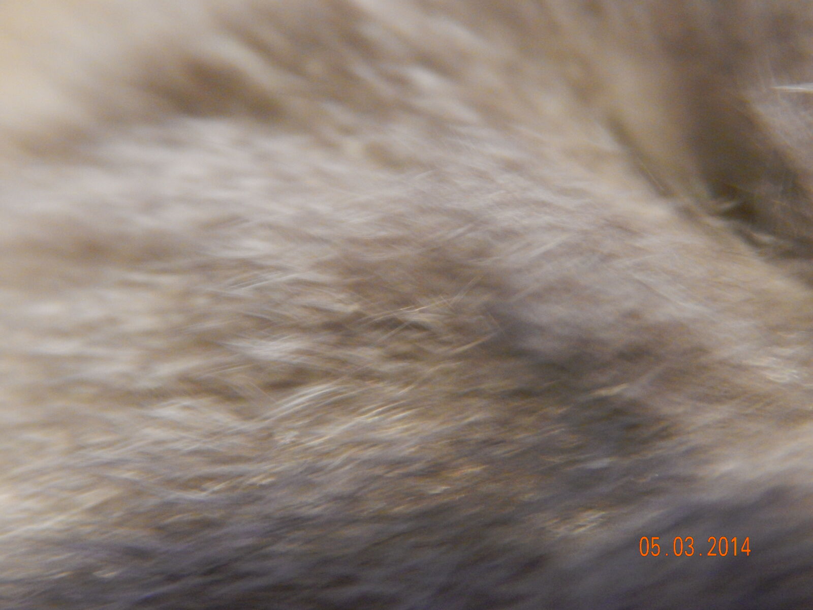 Nikon Coolpix L820 sample photo. Dog, fur, coat, fur photography