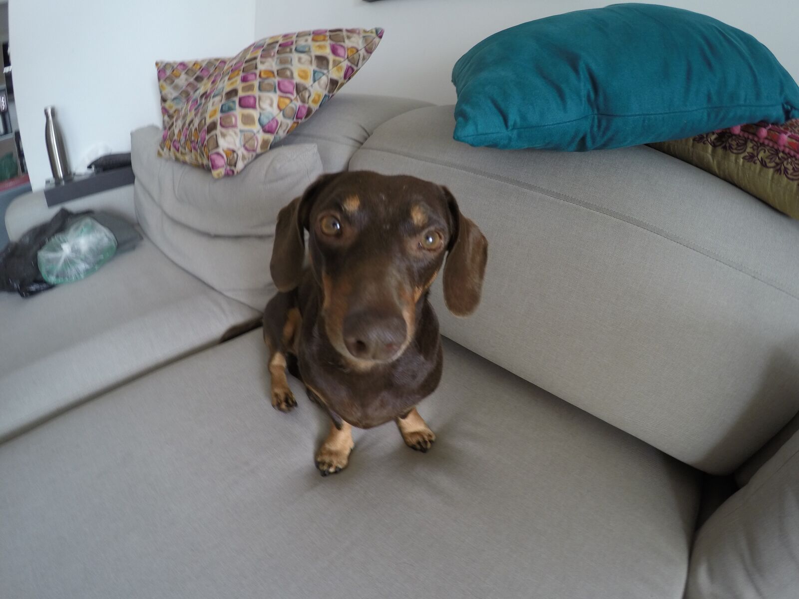 GoPro HERO4 Black sample photo. Sausage, dog, apollo photography
