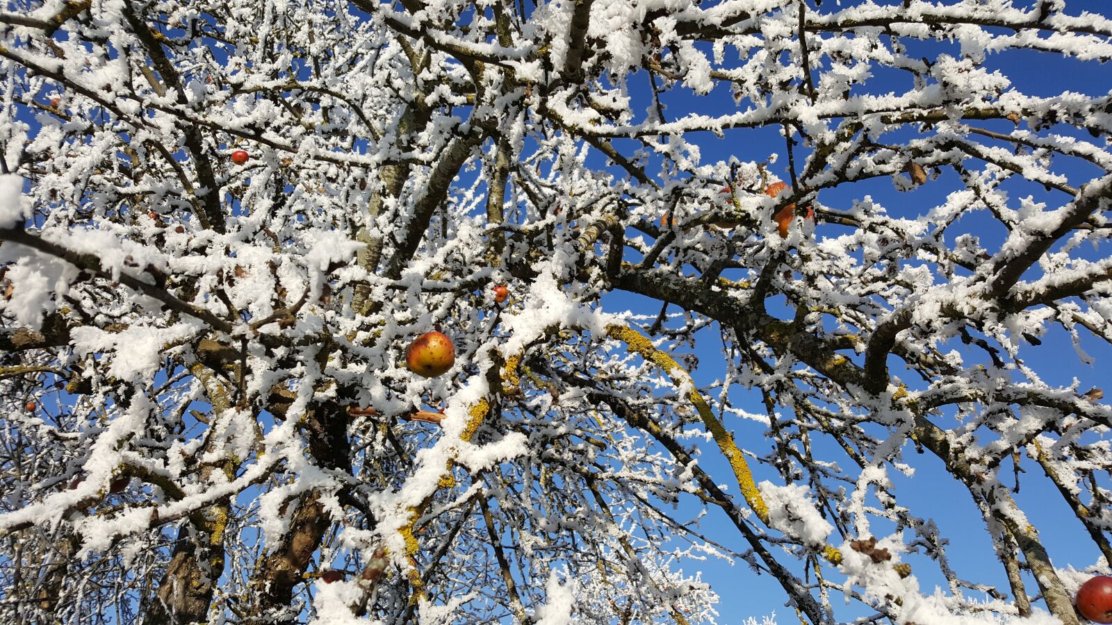 Samsung Galaxy S6 sample photo. Frost, winter, ice photography