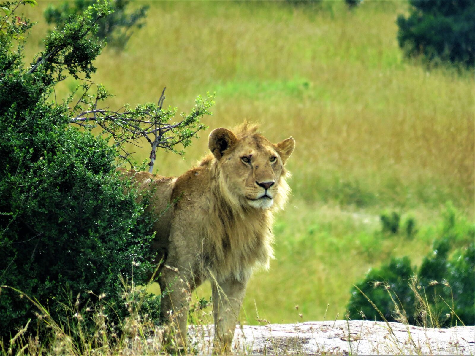 Canon PowerShot SX50 HS sample photo. Lion, animal, wild animal photography
