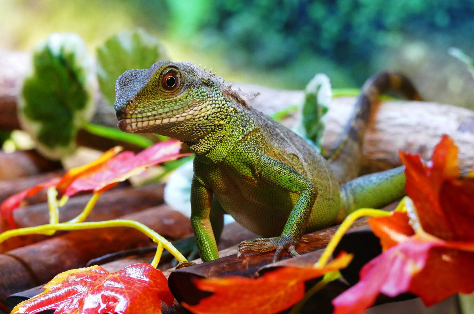 Panasonic Lumix DMC-FZ1000 sample photo. Water dragon, chinese, physignathus photography
