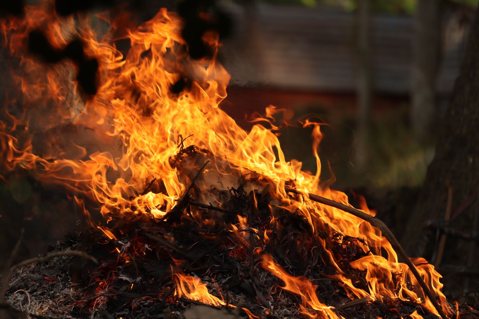 Canon EOS 250D (EOS Rebel SL3 / EOS Kiss X10 / EOS 200D II) sample photo. Flame, yellow, outdoor photography