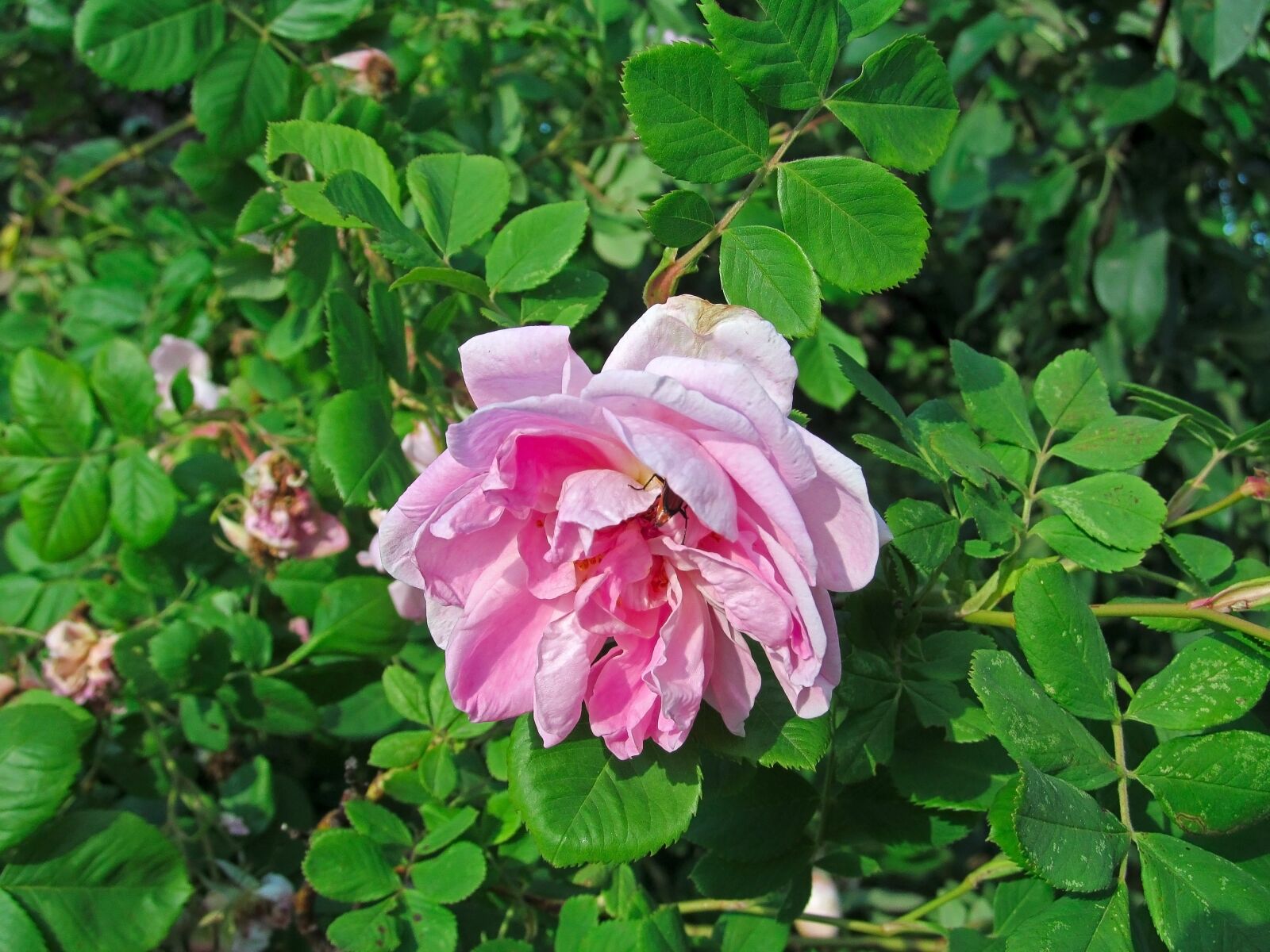 Canon PowerShot SX150 IS sample photo. Plant, flower, rose hip photography