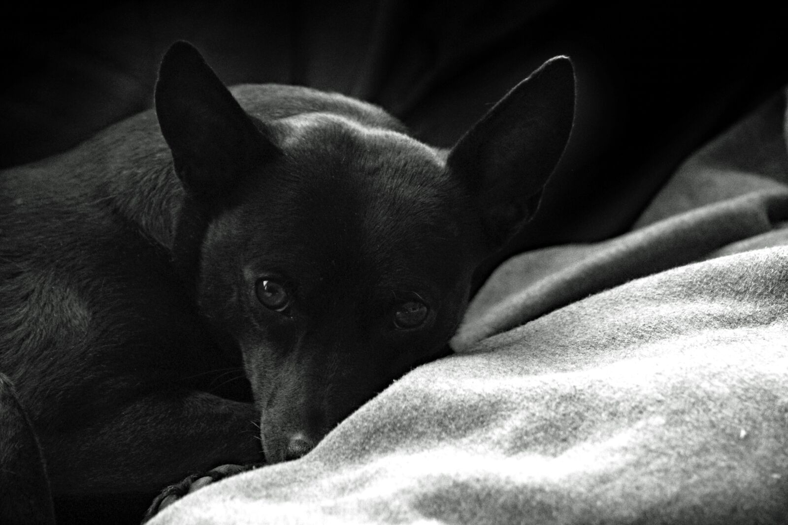 Canon EF75-300mm f/4-5.6 sample photo. Dog, comfort, pet photography