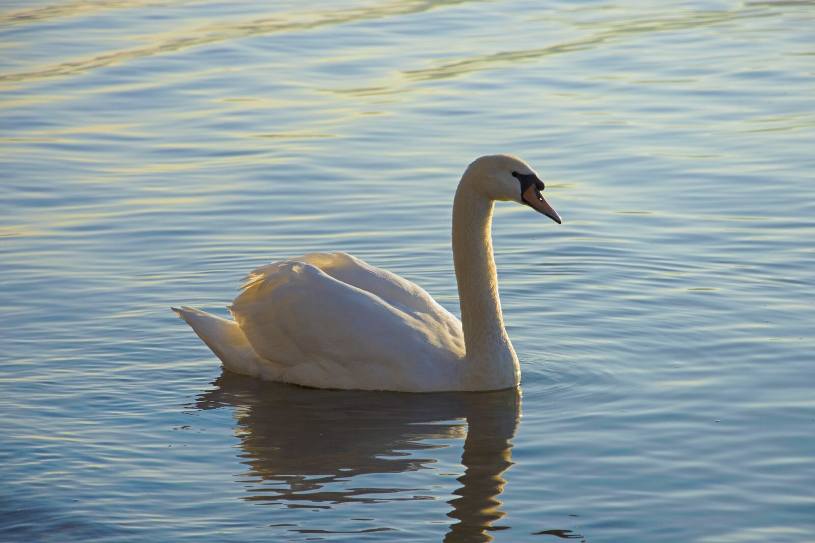 Nikon D7200 sample photo. Swan, lake, waterfowl photography