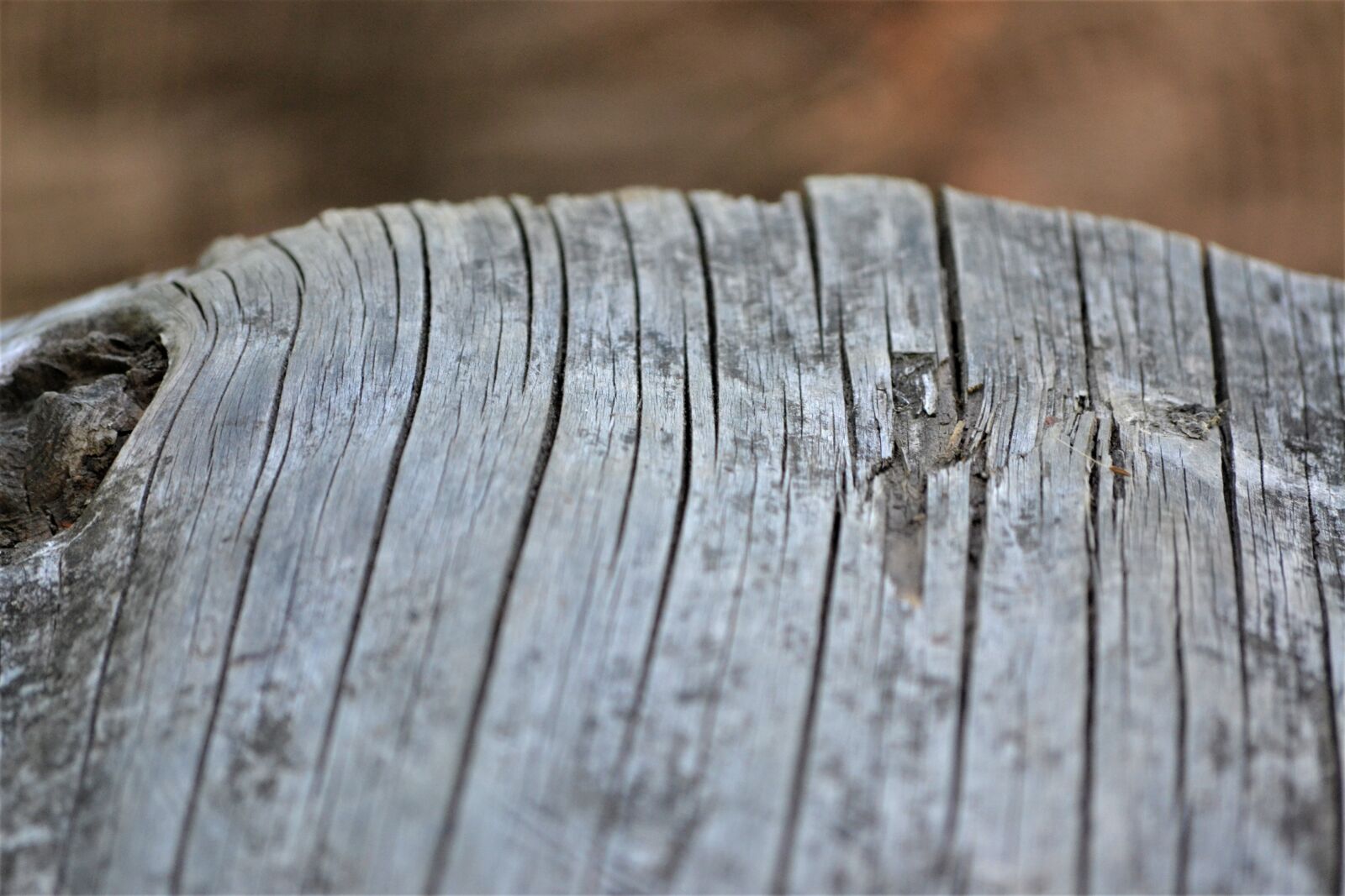 Nikon D3100 sample photo. Texture, bark, wood photography