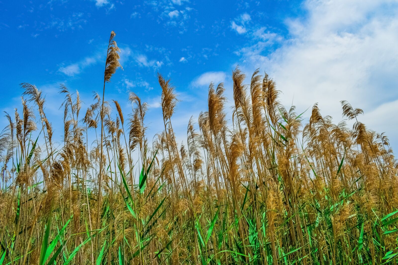 Nikon D3300 sample photo. Swamp, reeds, nature photography
