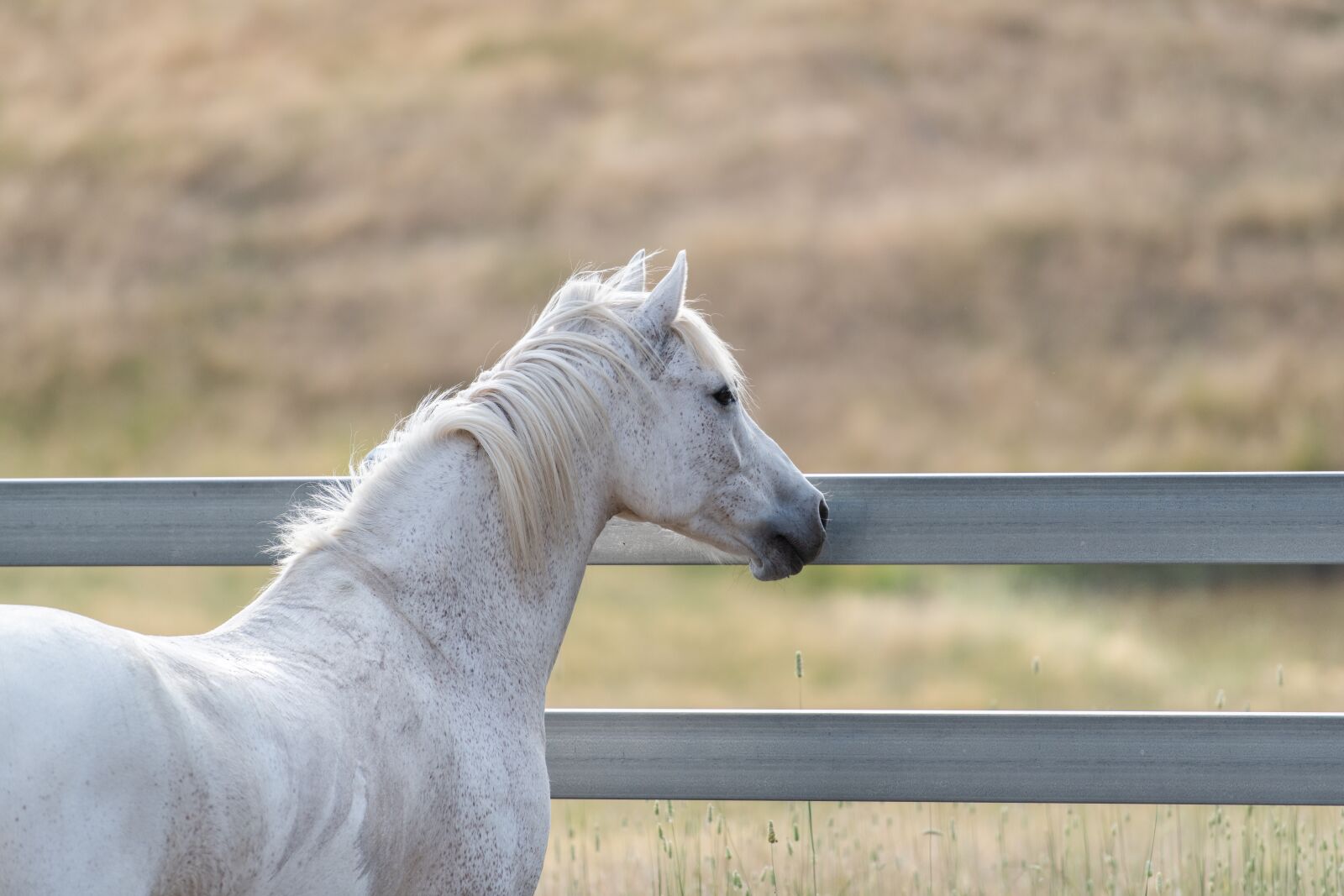 Nikon D850 sample photo. Horse, australian pony, grey photography
