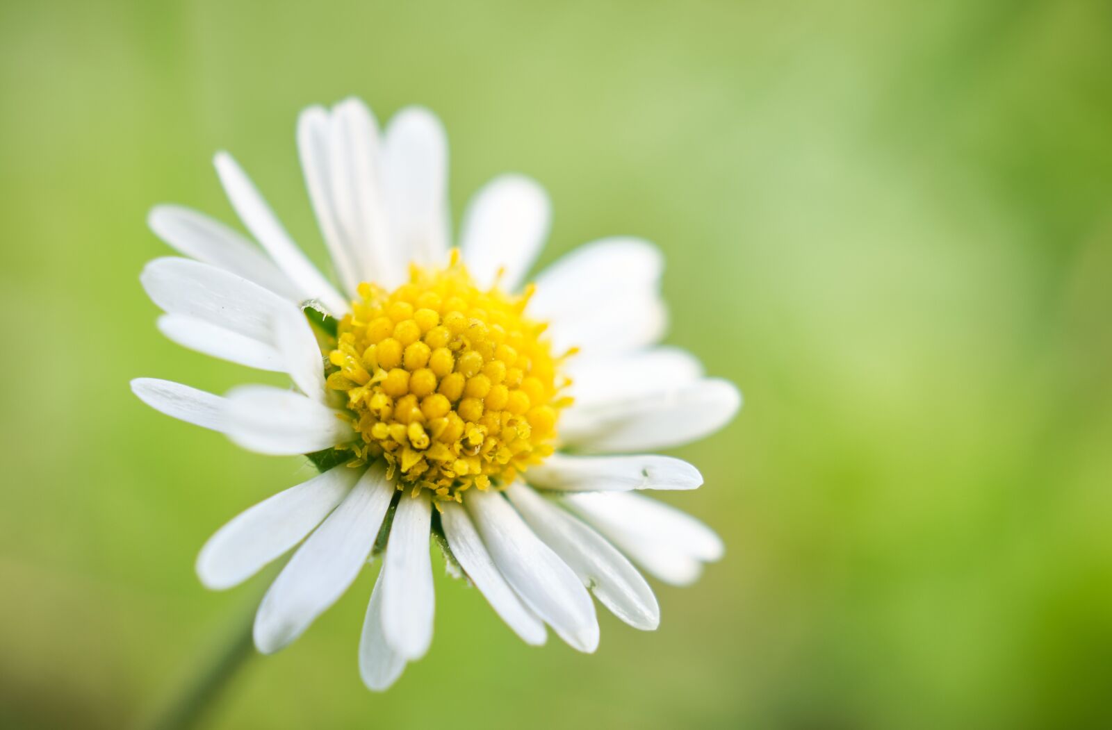 Fujifilm XF 18-55mm F2.8-4 R LM OIS sample photo. Daisy, development, visible photography