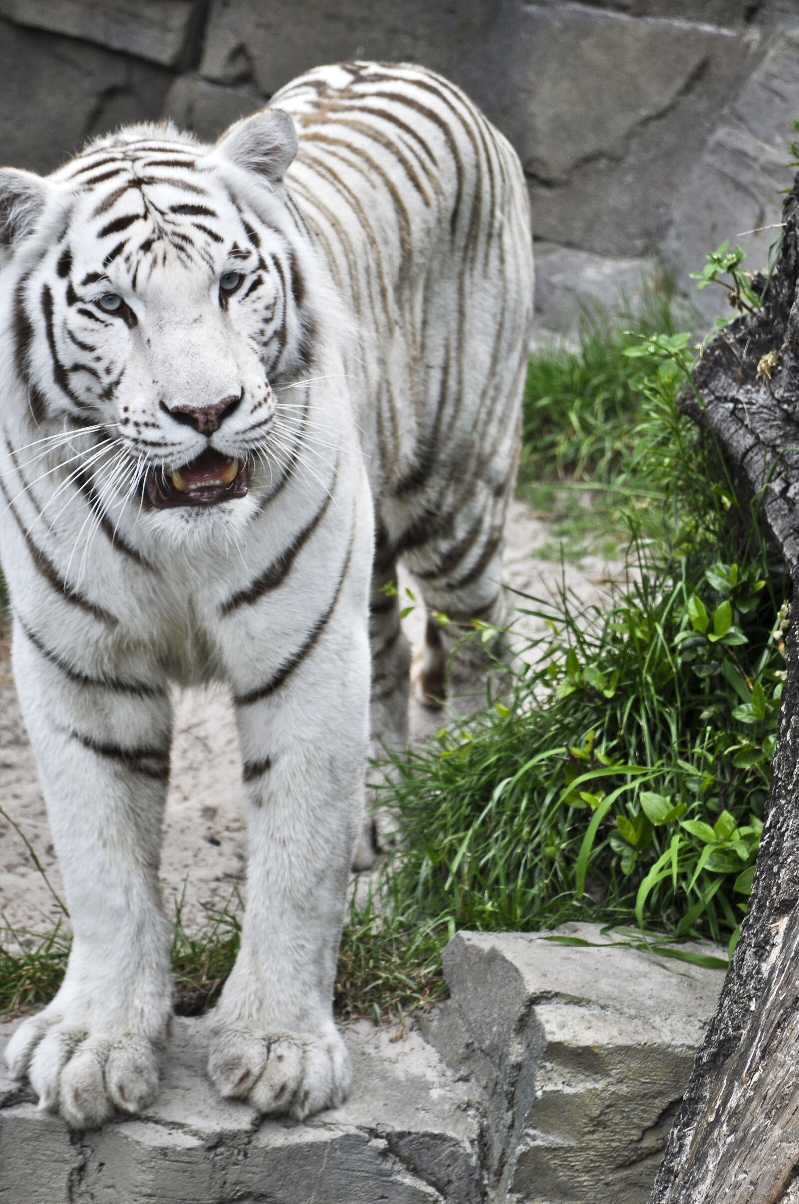 Nikon D5000 sample photo. Tiger, two, wildlife photography