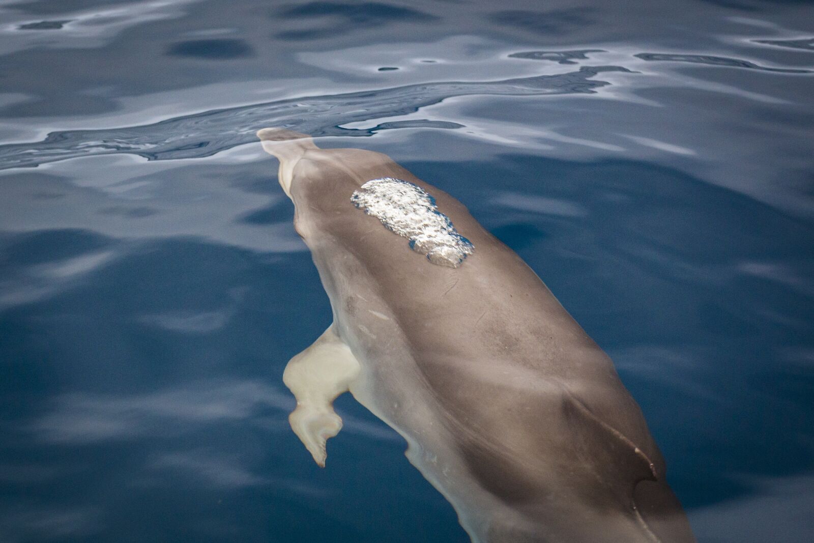 Canon EOS 70D sample photo. Dolphin, water, dolphins photography