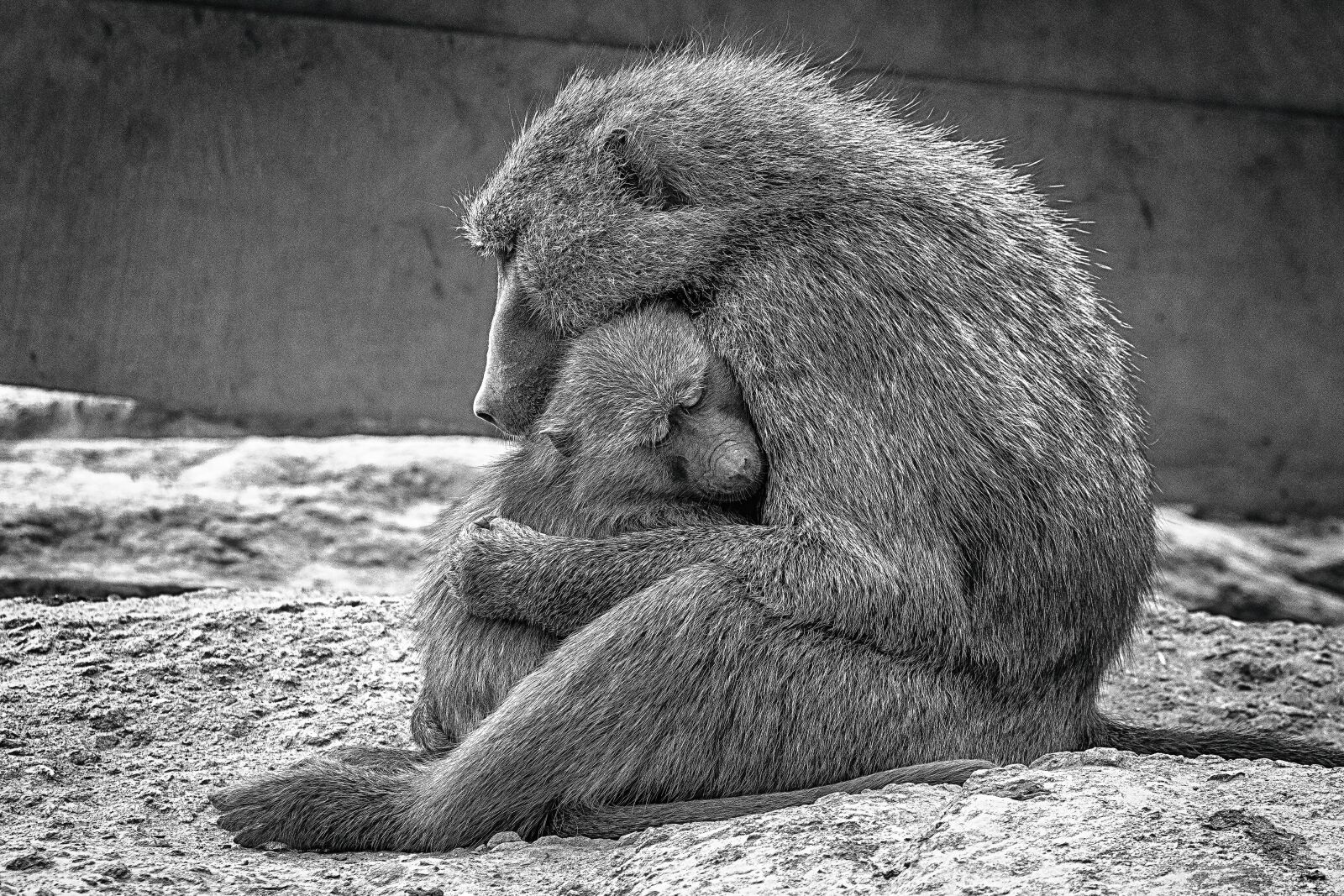 Canon EF 70-300 F4-5.6 IS II USM sample photo. Monkey, zoo, animal photography