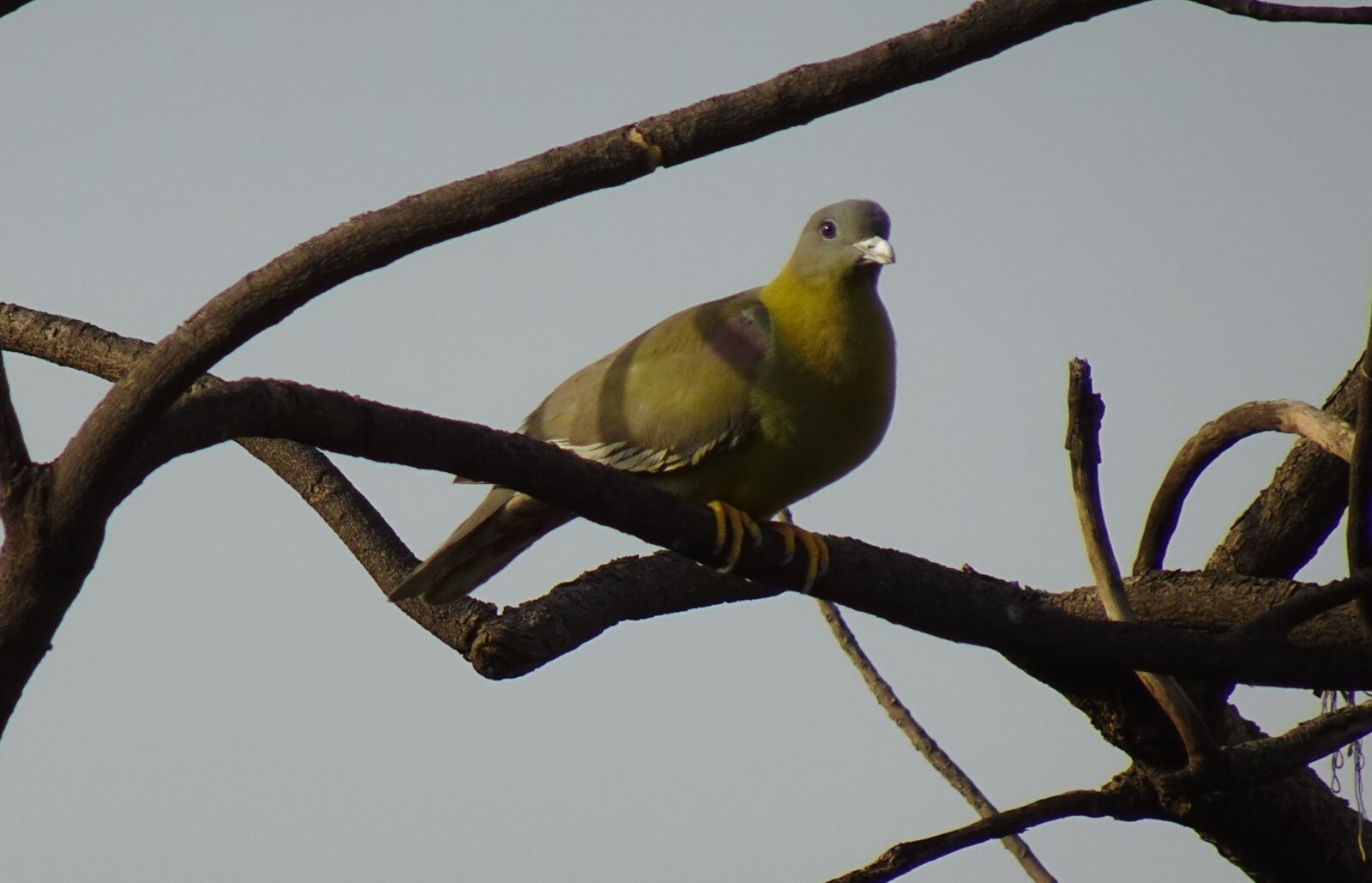 Sony DSC-WX800 sample photo. Bird, pigeon, yfgp photography