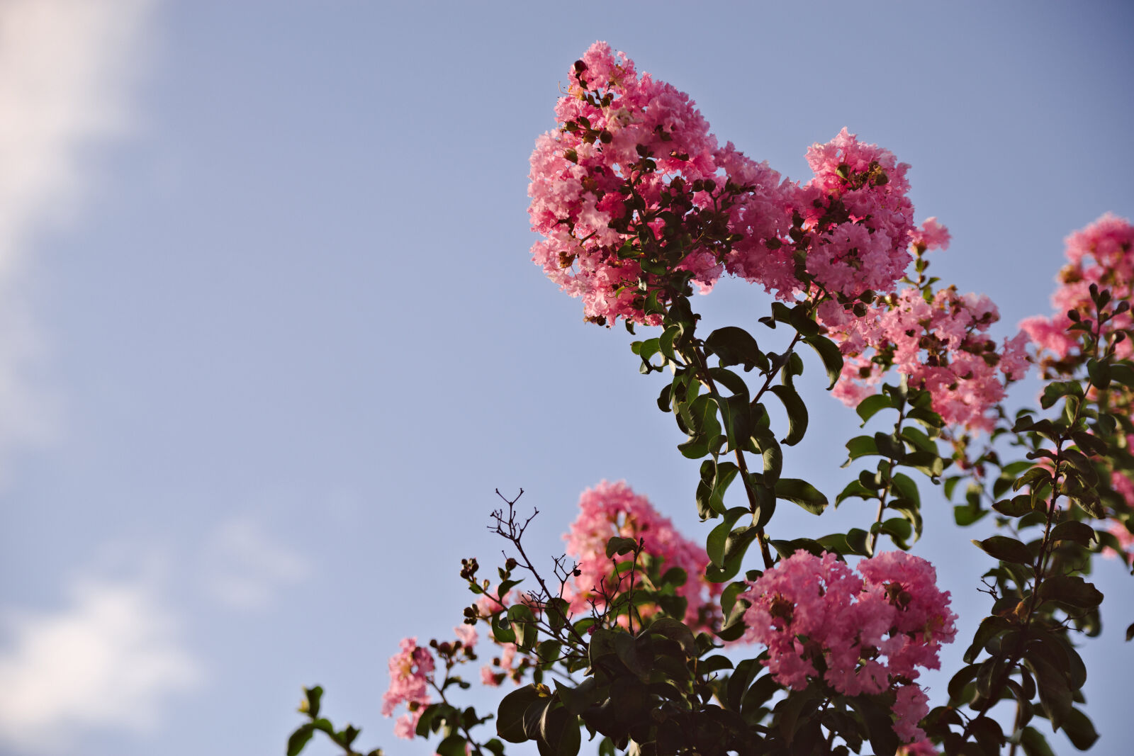 Nikon D610 sample photo