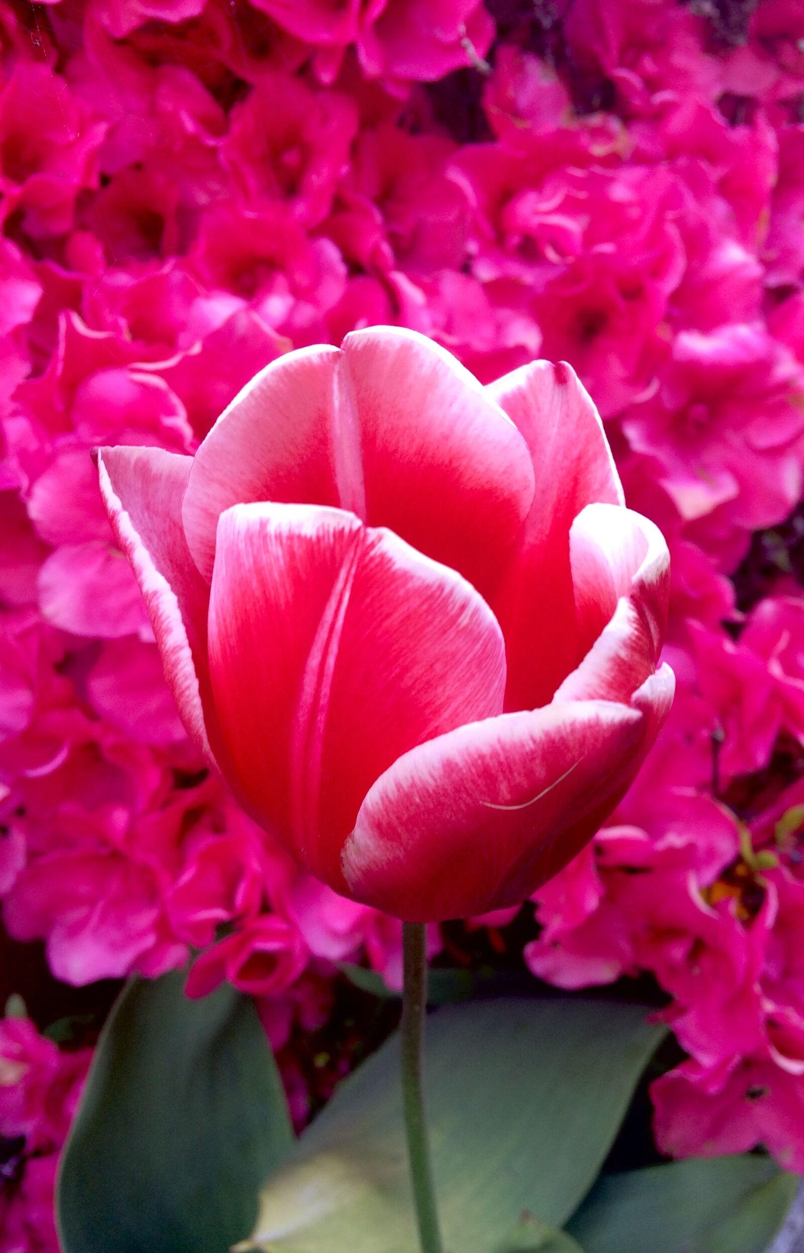 iPhone 5s back camera 4.15mm f/2.2 sample photo. Tulip, hot pink, petal photography