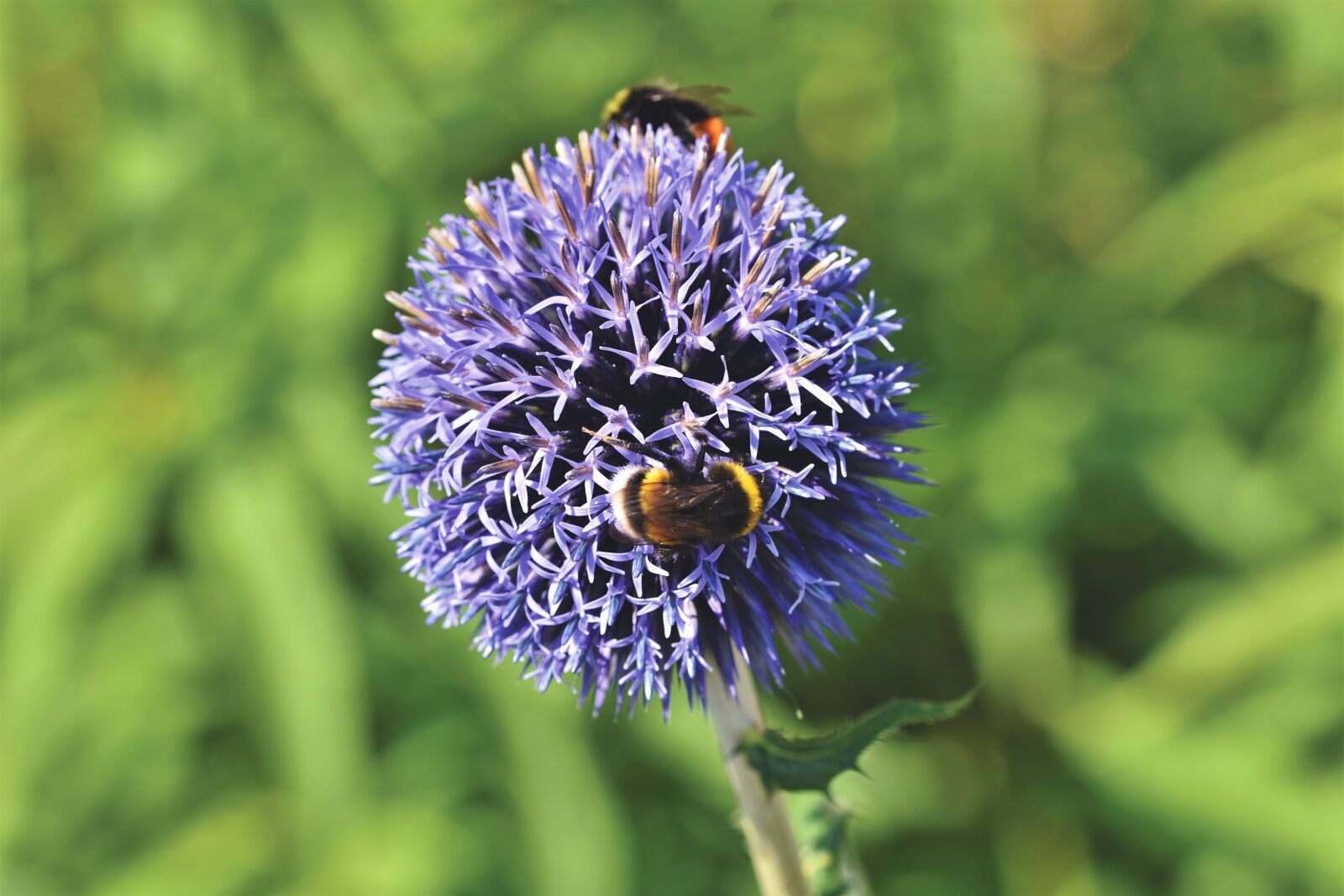 Nikon D7200 sample photo. Ornamental onion, allium, flower photography