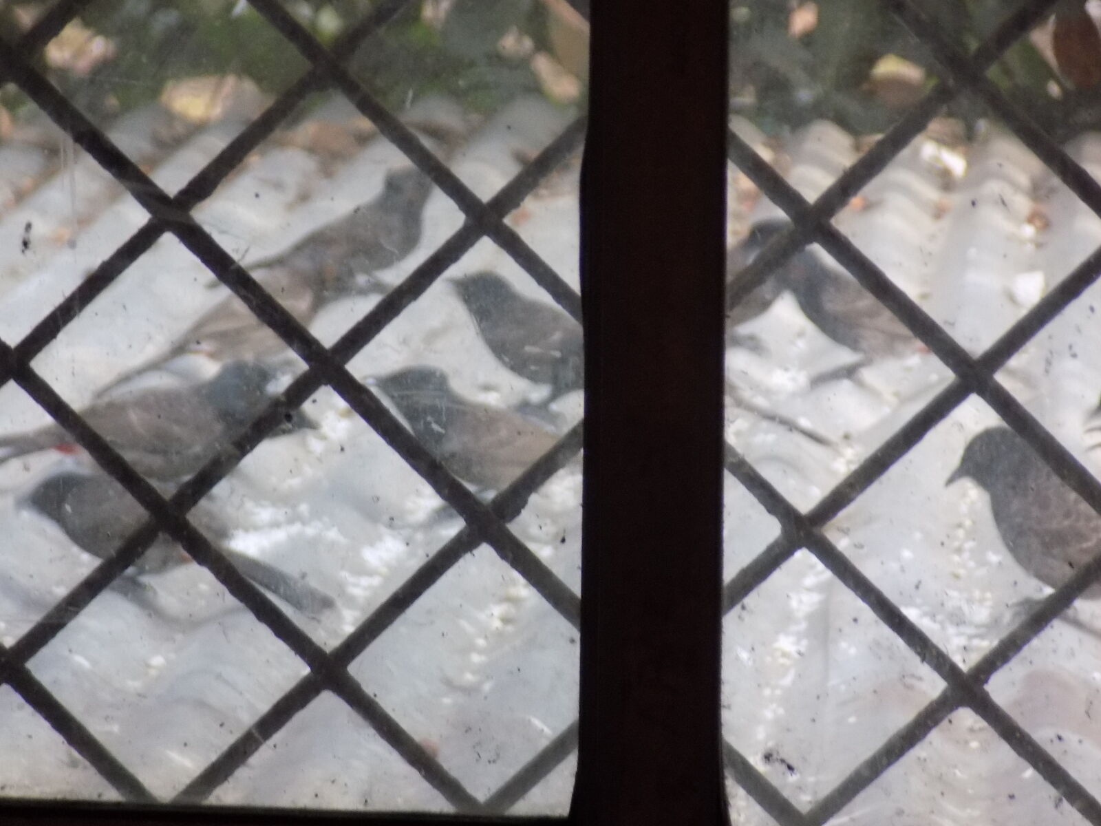 Nikon COOLPIX L330 sample photo. Birds, eating, food, birds photography