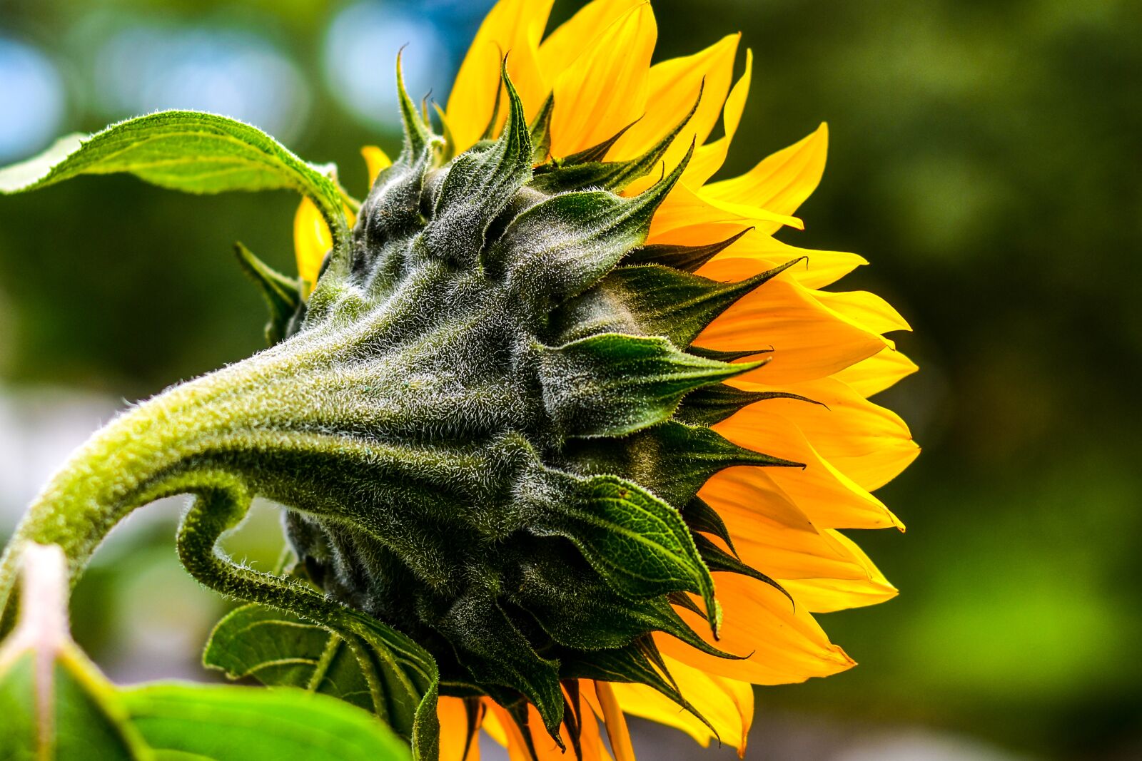 Nikon D3400 sample photo. Sunflower, flower, nature photography