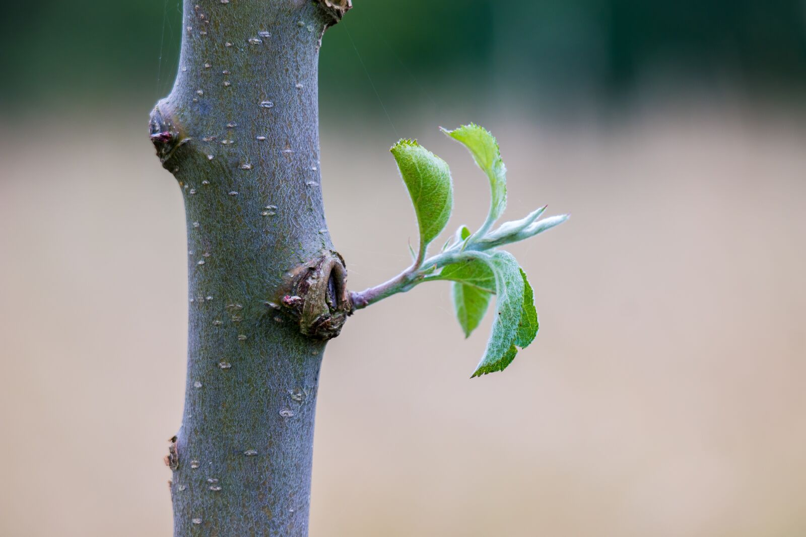 Samsung NX 50-200mm F4-5.6 ED OIS sample photo. Apple tree, tribe, leaf photography