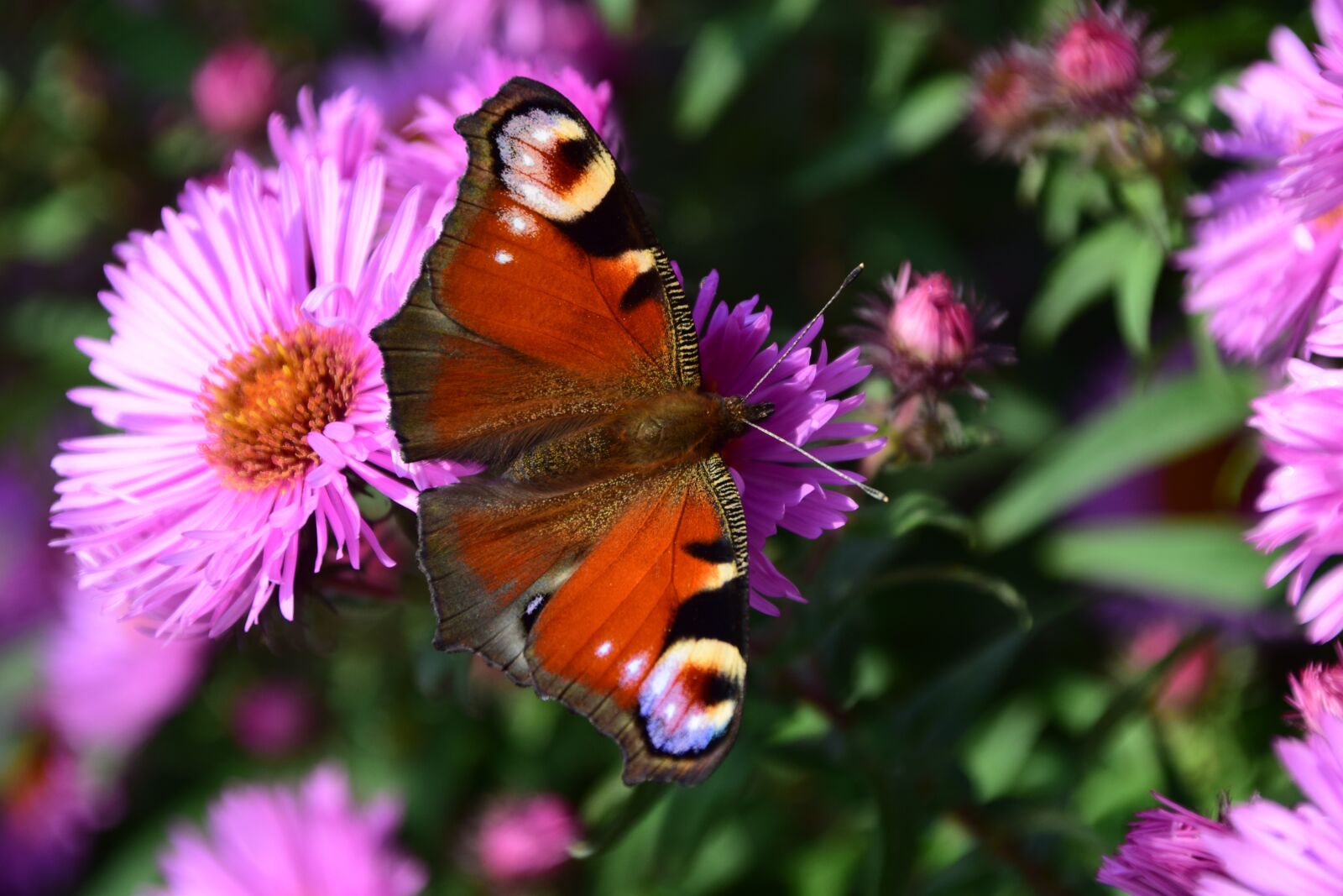 Nikon D3300 sample photo. Aster, peacock, butterfly photography