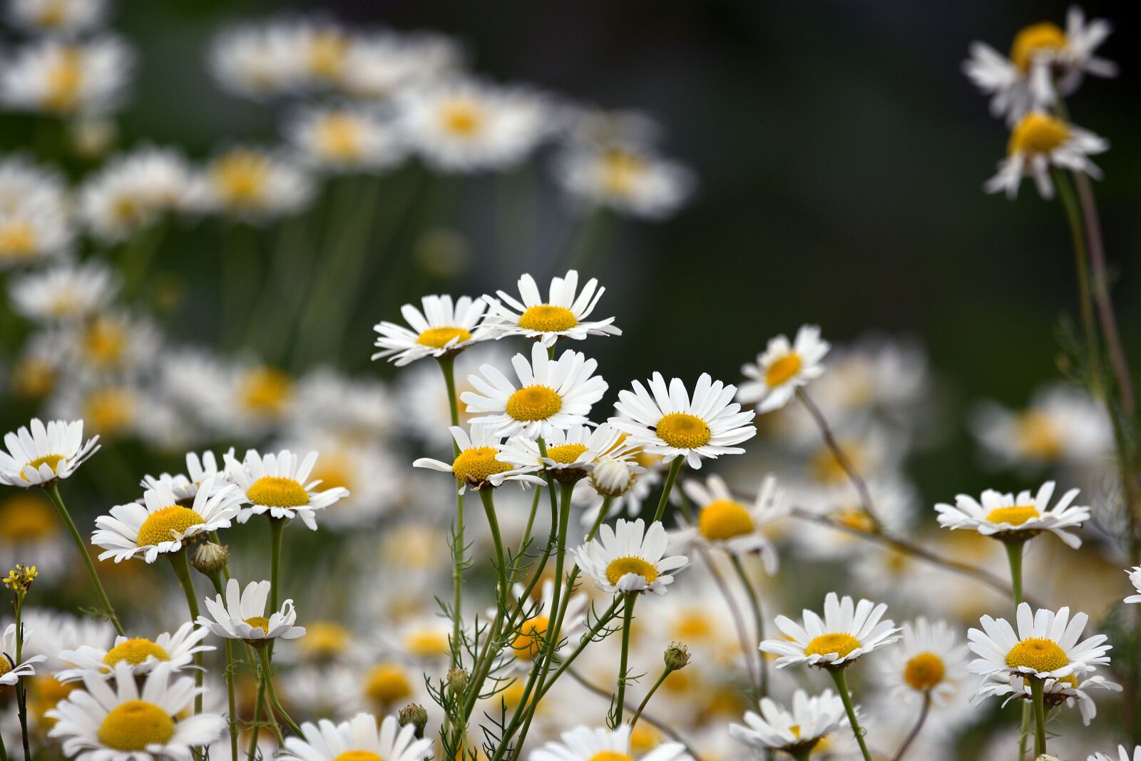 Nikon D3400 sample photo. Chamomile, flowers, flower photography