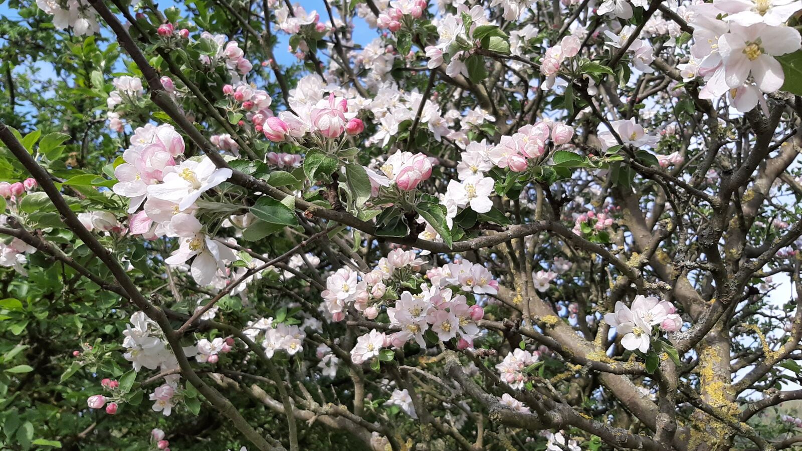 Samsung Galaxy A50 sample photo. Spring, apple, flowers photography