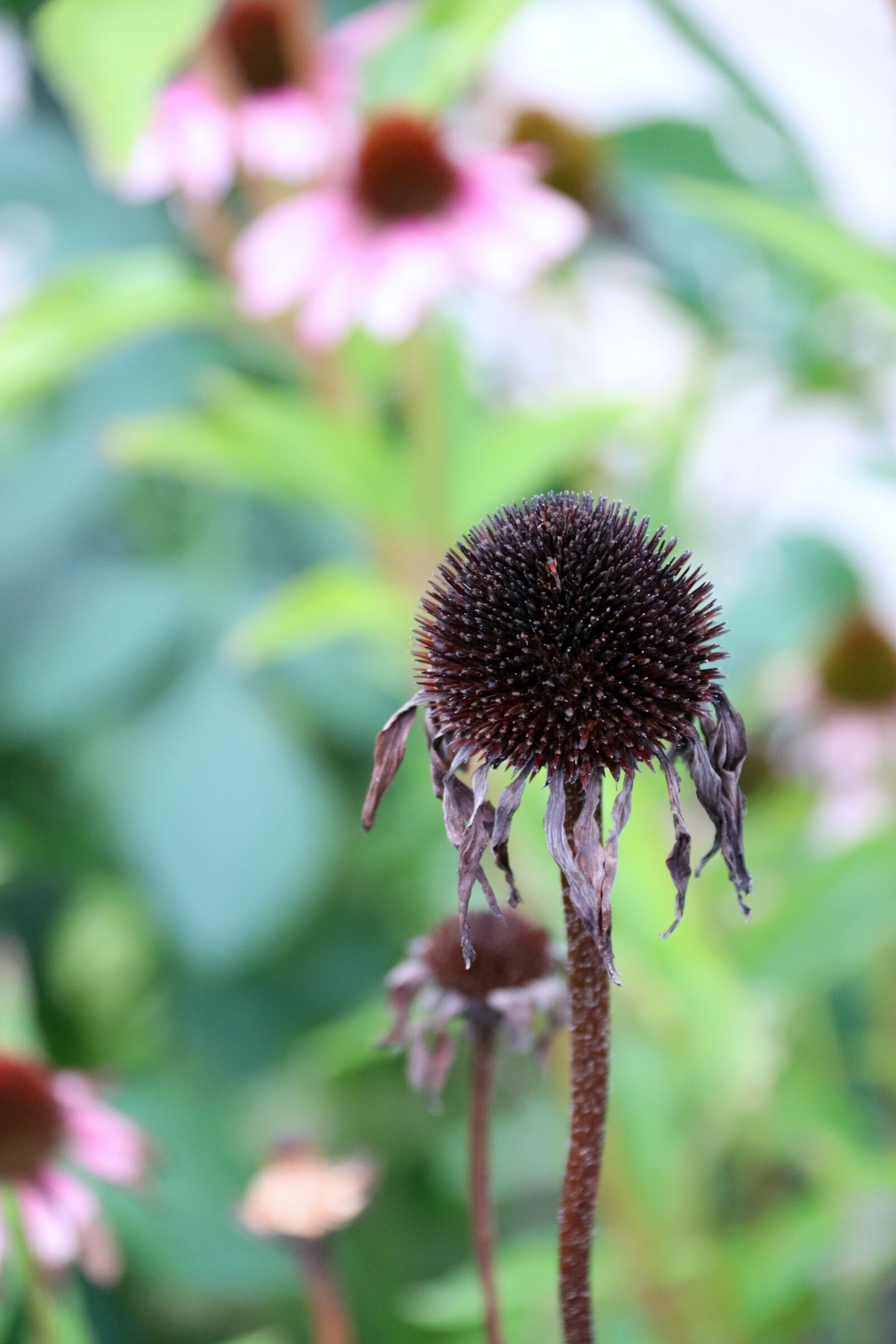 Canon EOS 800D (EOS Rebel T7i / EOS Kiss X9i) + Canon EF-S 18-200mm F3.5-5.6 IS sample photo. Echinacea, coneflower, flower photography