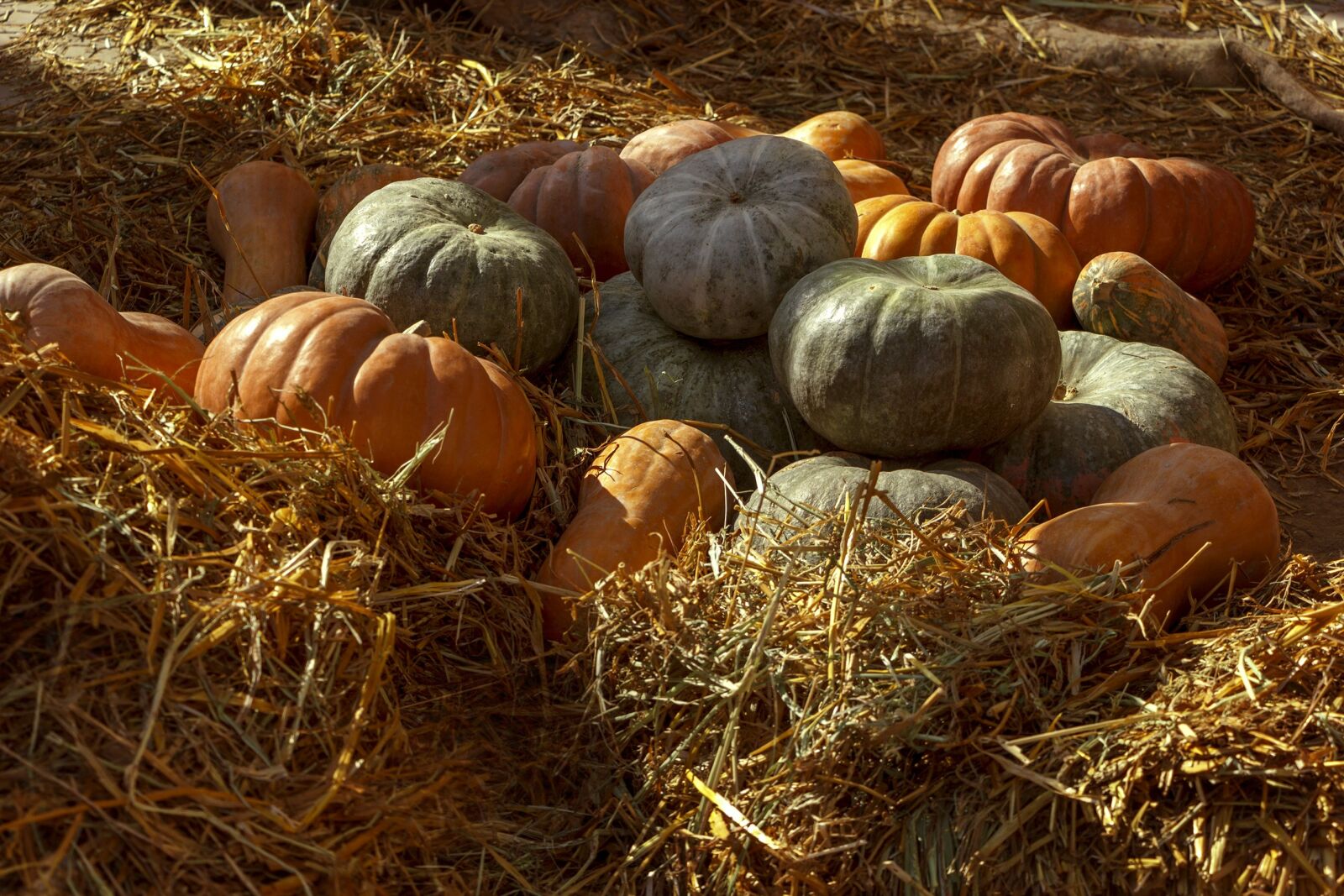 Canon EOS 550D (EOS Rebel T2i / EOS Kiss X4) sample photo. Pumpkin, vegetables, autumn photography