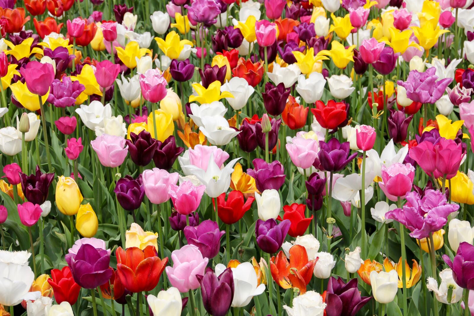 Canon EOS 60D sample photo. Tulip field, tulips, tulpenbluete photography