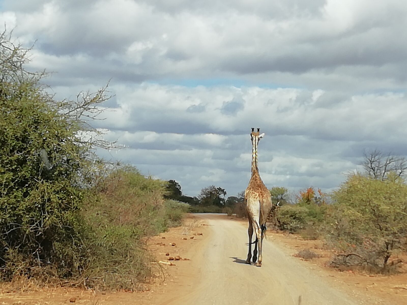 HUAWEI FIG-LX1 sample photo. Giraffe, south africa, clouds photography