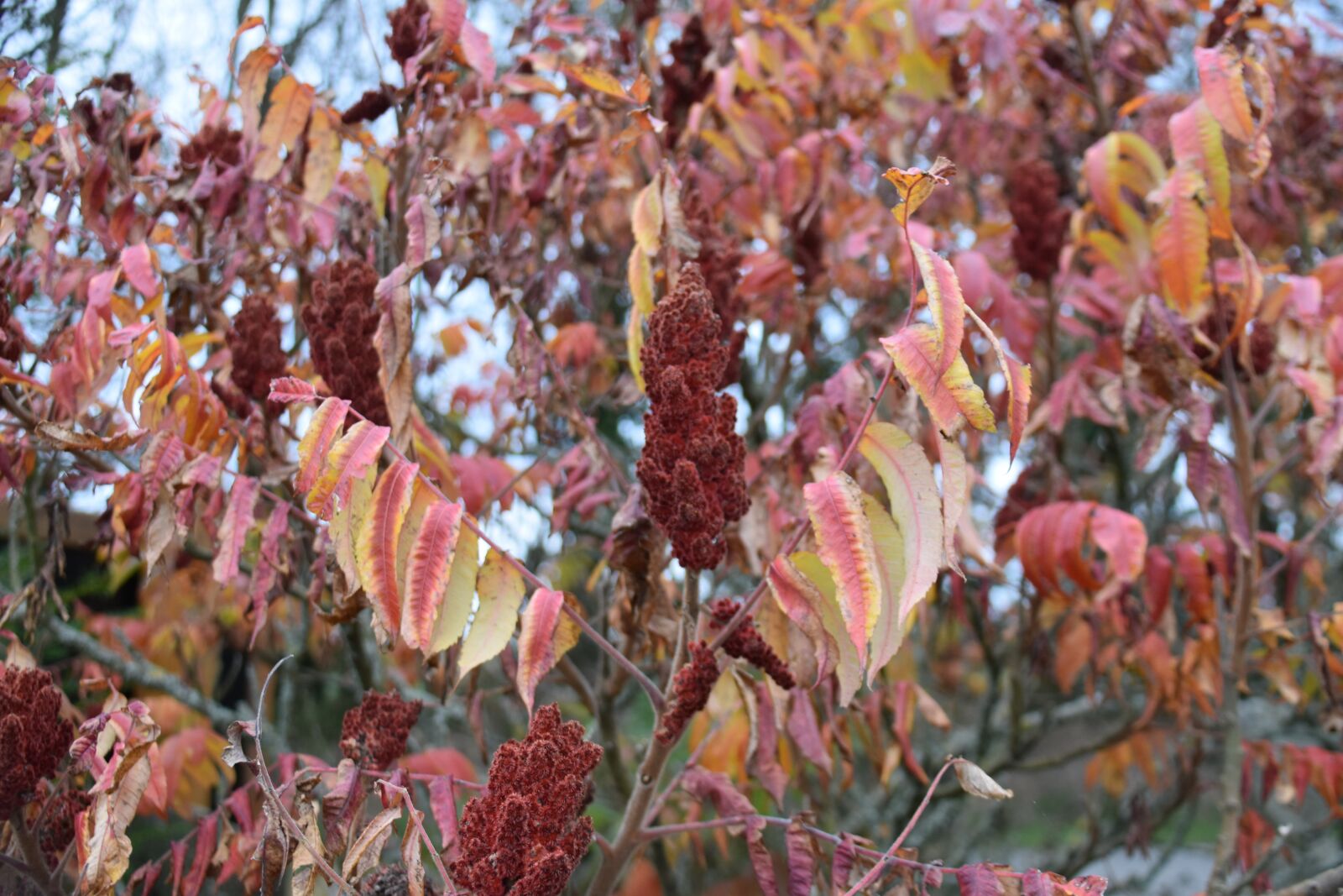 Nikon D5600 sample photo. Plants, leaves fall, fall photography
