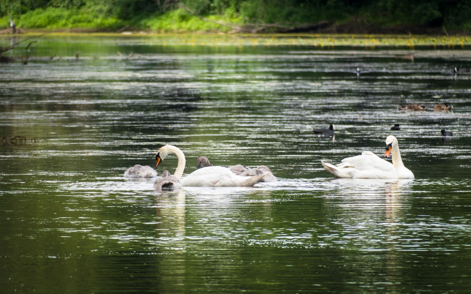 Canon PowerShot G3 X sample photo. Swans, young swans, lake photography