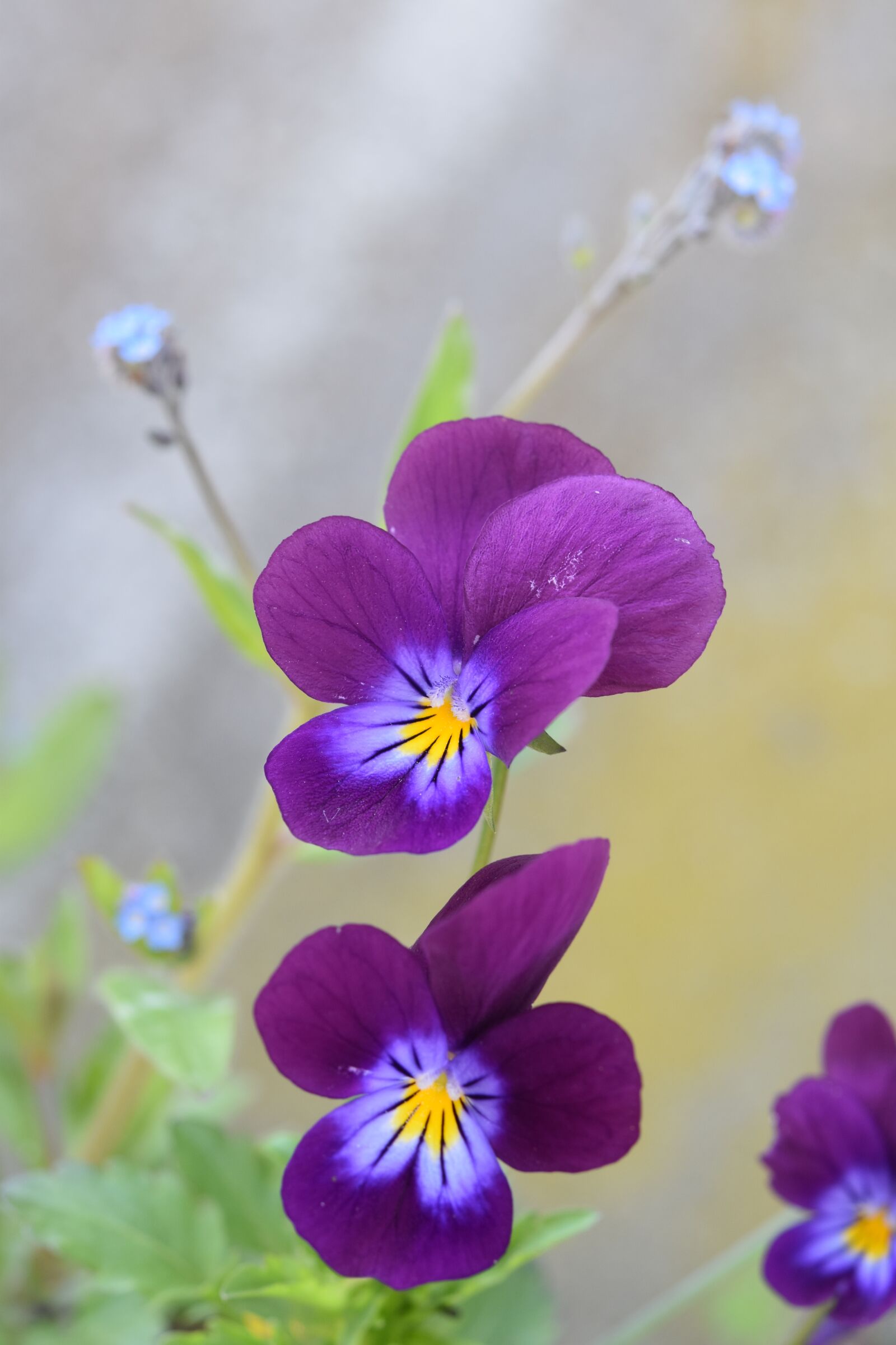 Nikon D5600 sample photo. Flowers, flower, violets photography