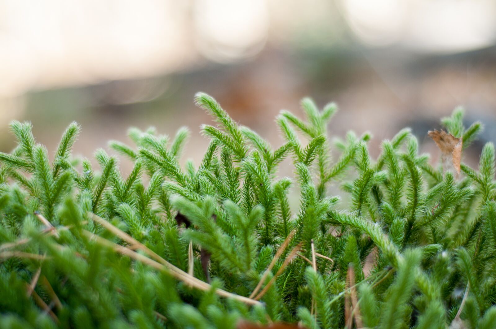 Nikon D90 sample photo. Forest, nature, moss photography