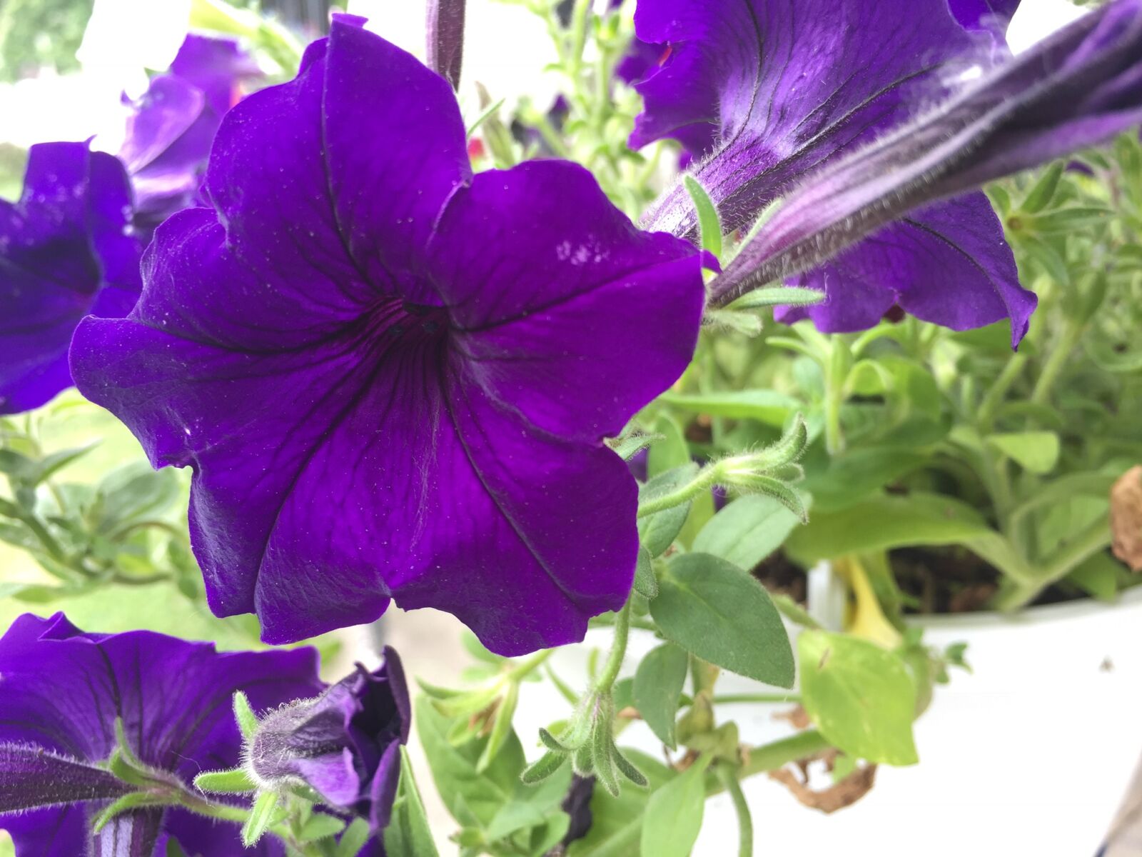 Apple iPhone 6 sample photo. Beautiful, purple, flowers photography