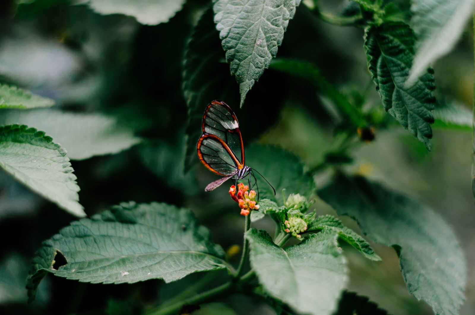 Nikon D5100 sample photo. Butterfly, nature, insect photography