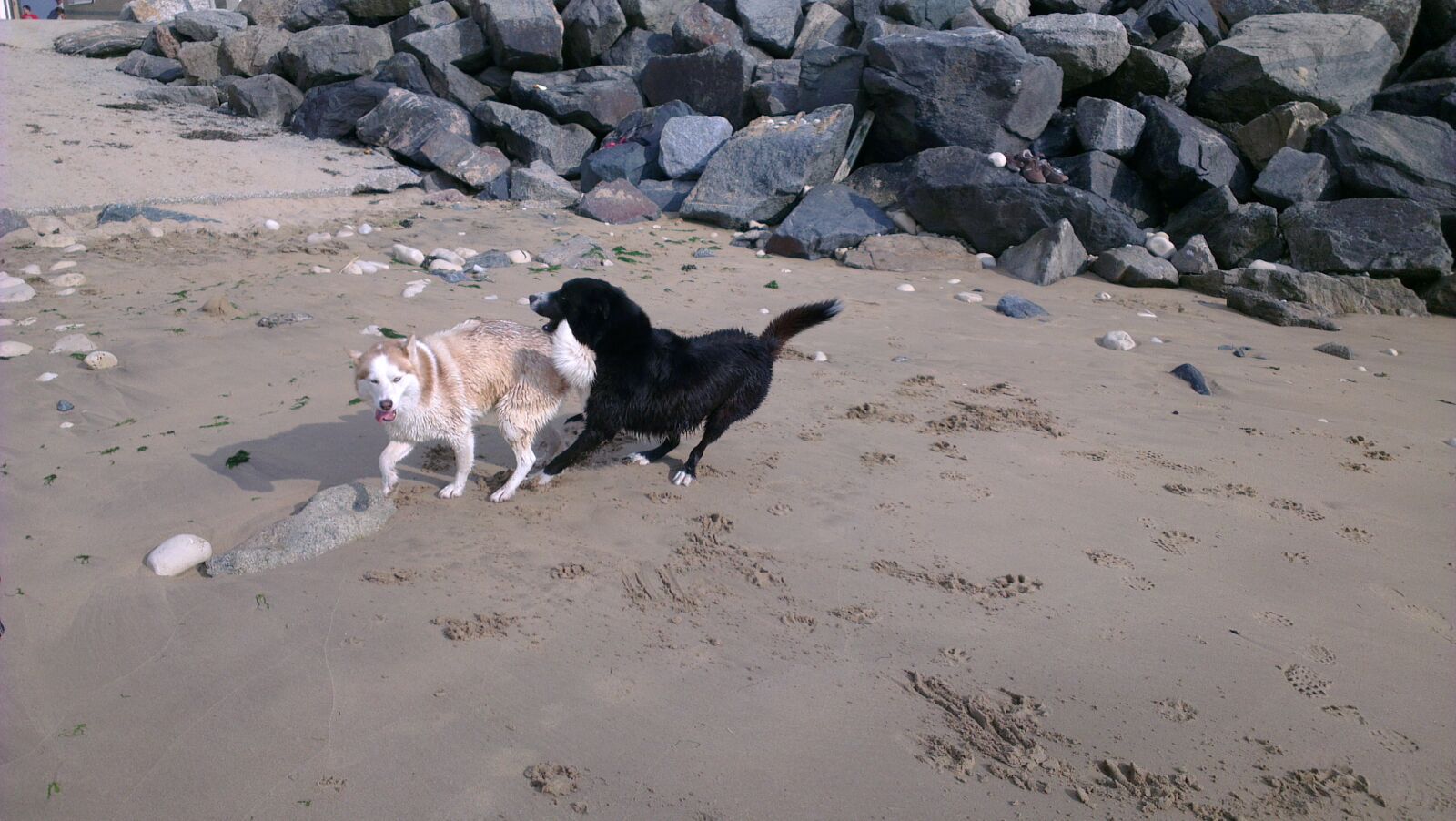 HTC ONE X sample photo. Dog, beach, sand photography