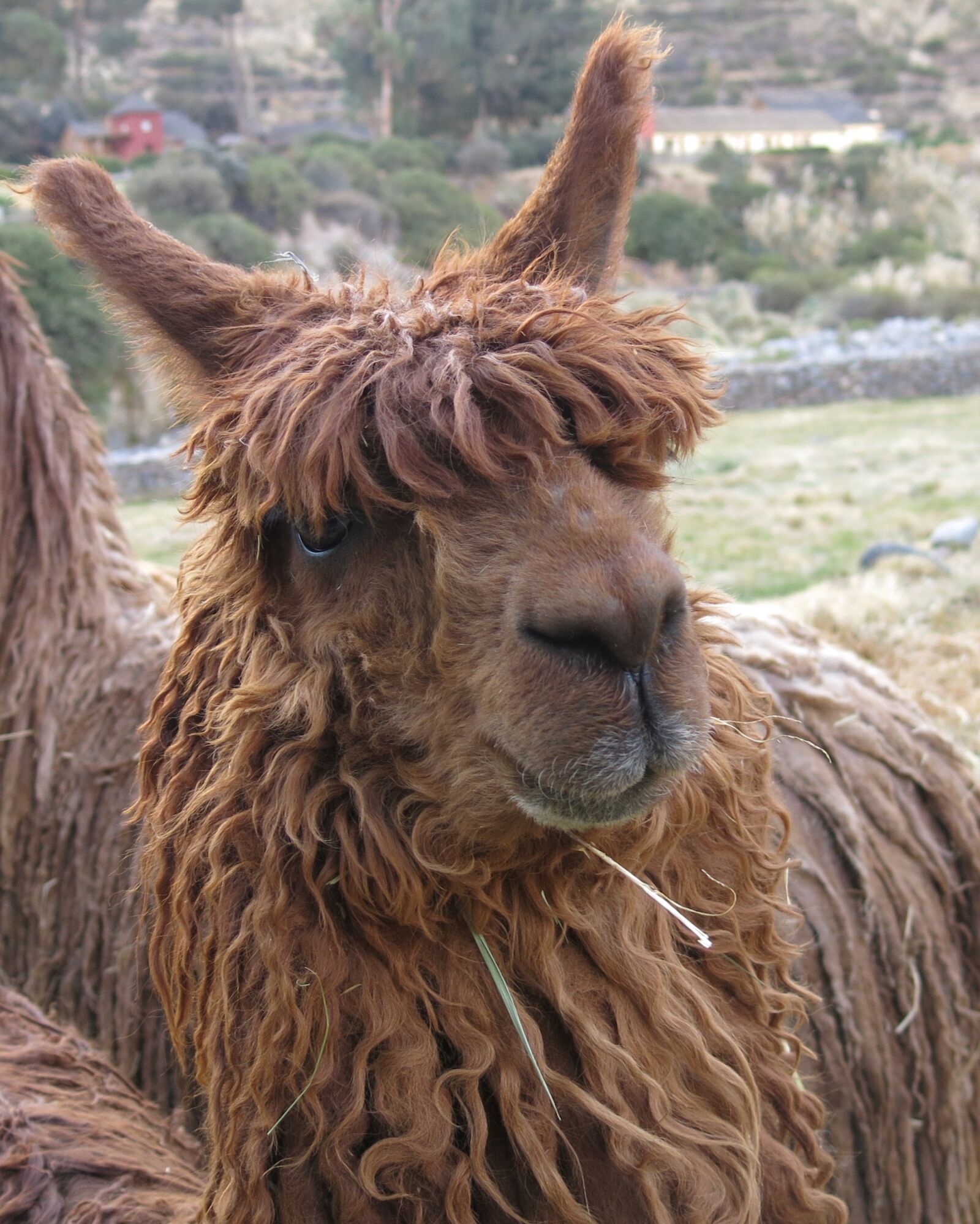 Canon PowerShot G15 sample photo. Andes, alpaca, suri photography