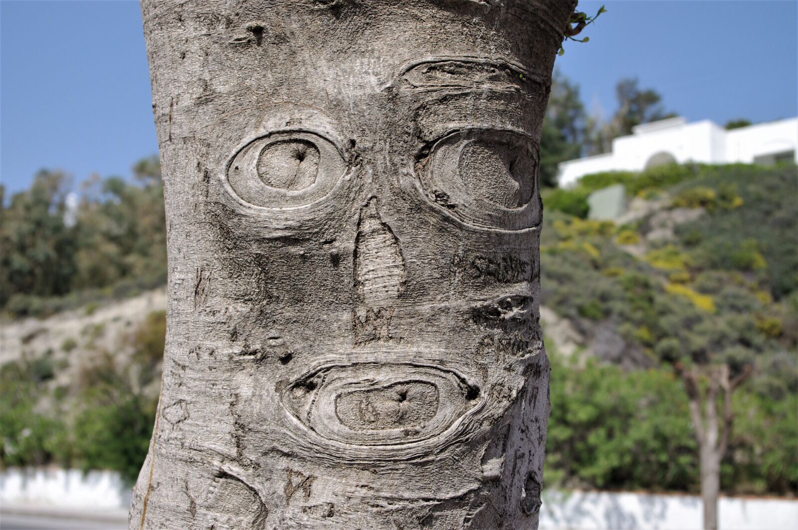 Pentax K-x sample photo. Tree, face, bark photography