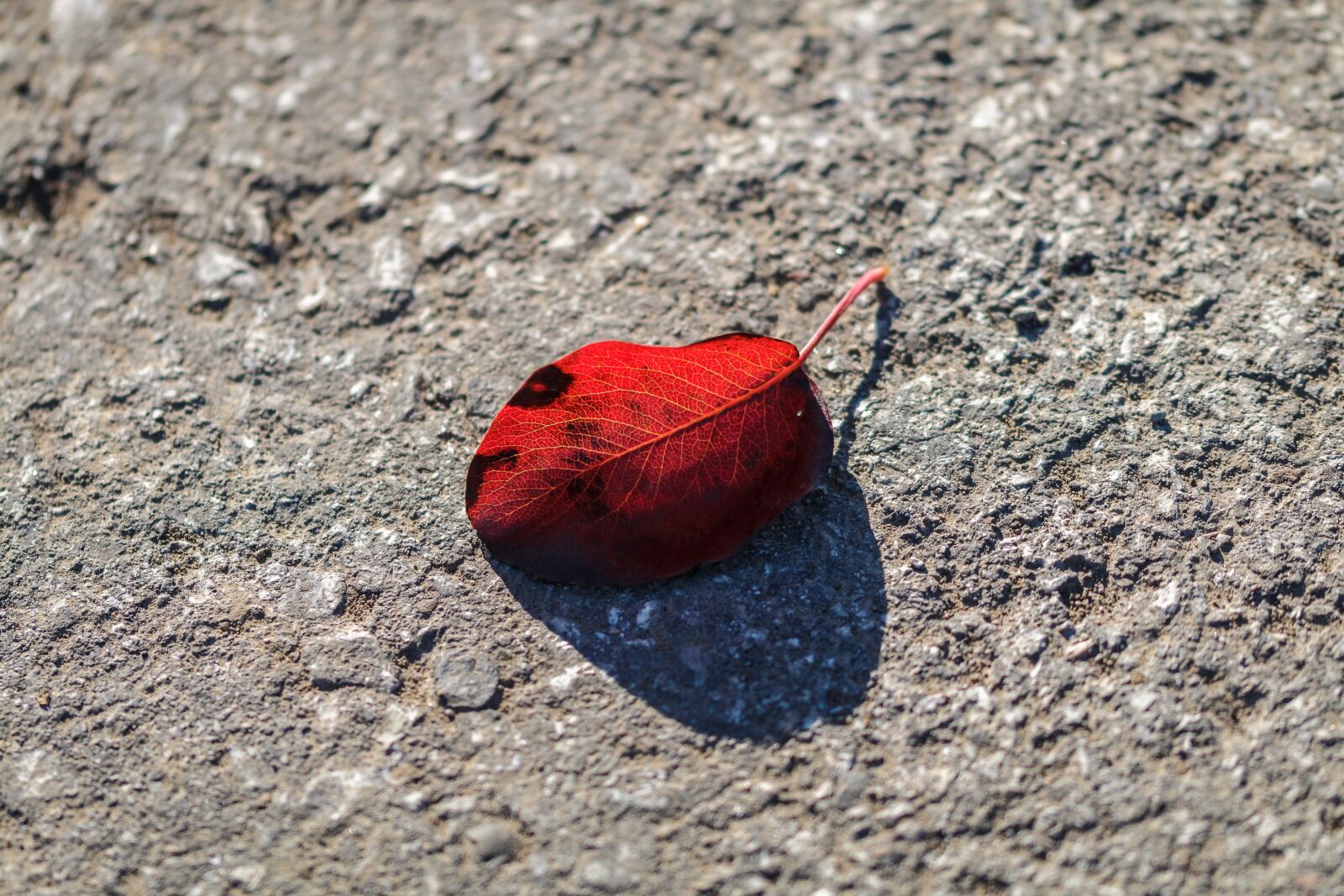 Canon EOS 70D sample photo. Autumn, leaf, asphalt photography