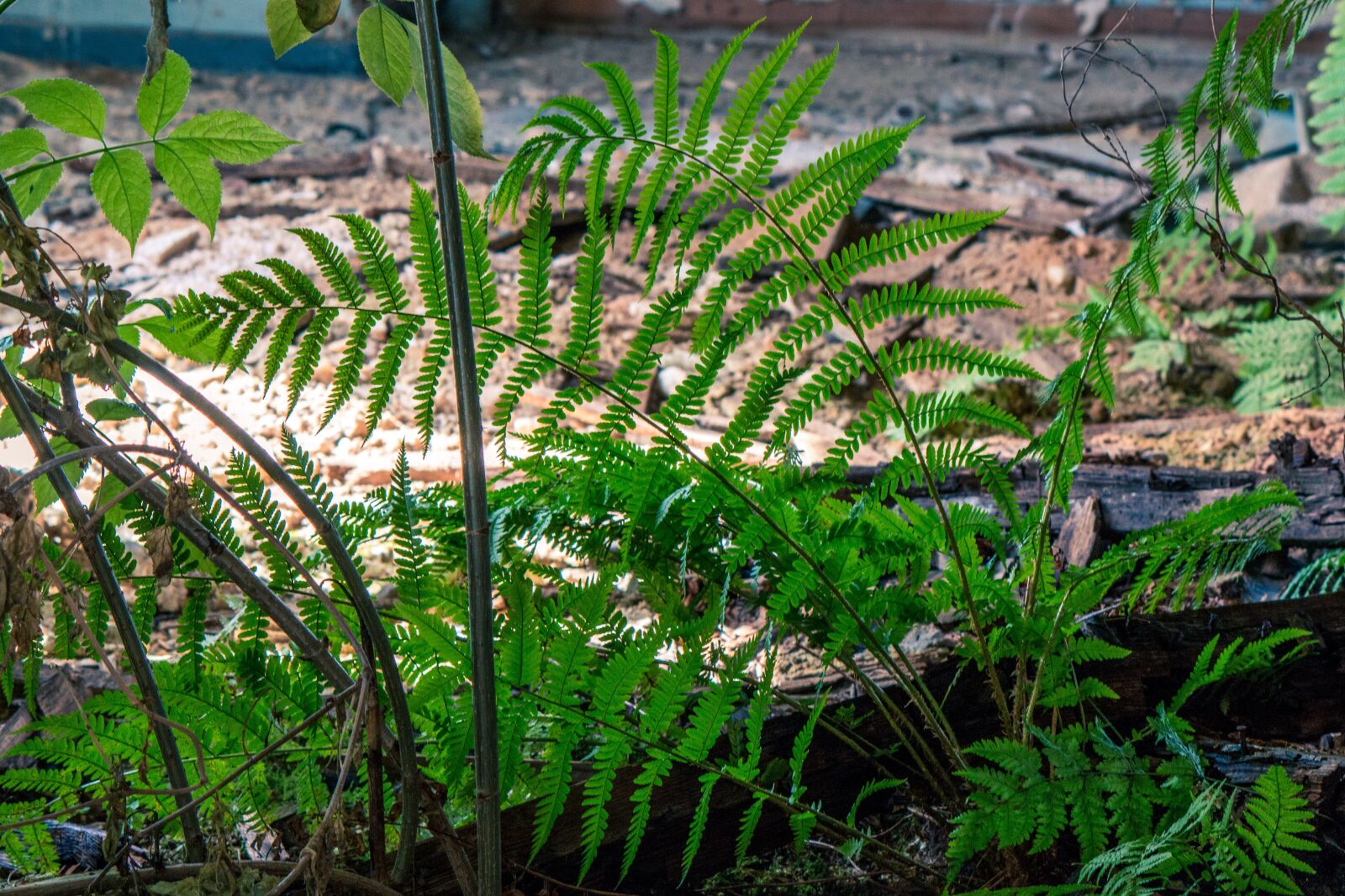 Canon EF-S 55-250mm F4-5.6 IS II sample photo. Space, moss, plant photography