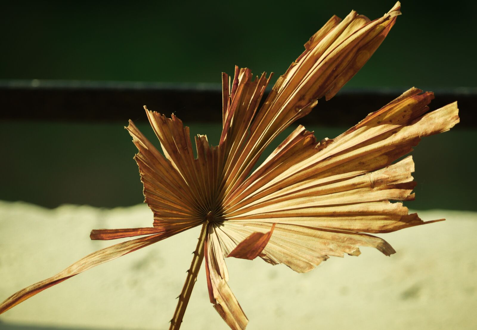 Canon EOS 200D (EOS Rebel SL2 / EOS Kiss X9) sample photo. Mustardleaf, shapeandsize, leaf photography
