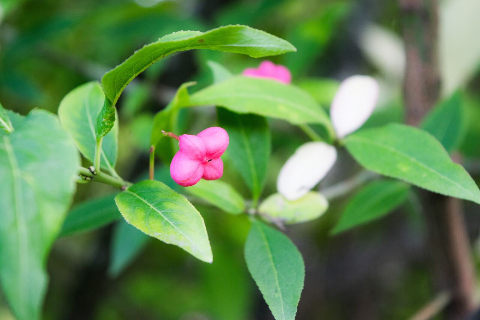 Nikon D3300 sample photo. Leaf, nature, plant photography